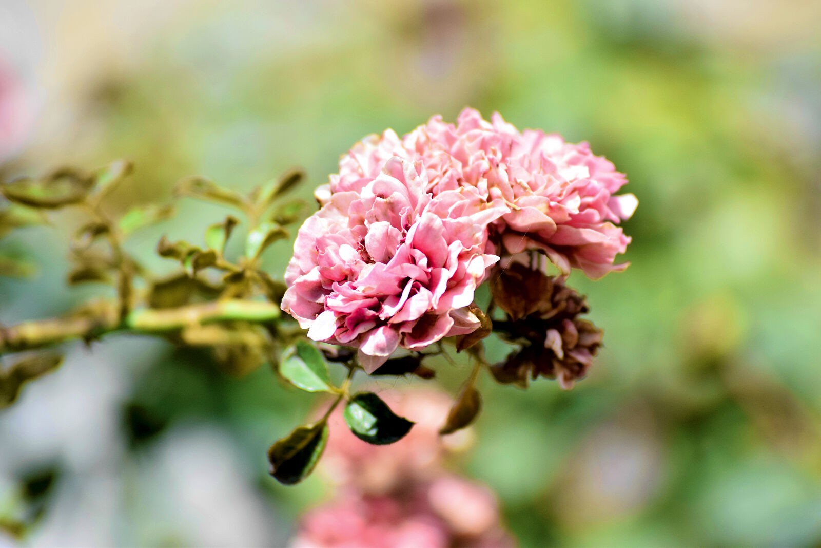 Nikon D5300 sample photo. Summer, shrub, garden, leaf photography