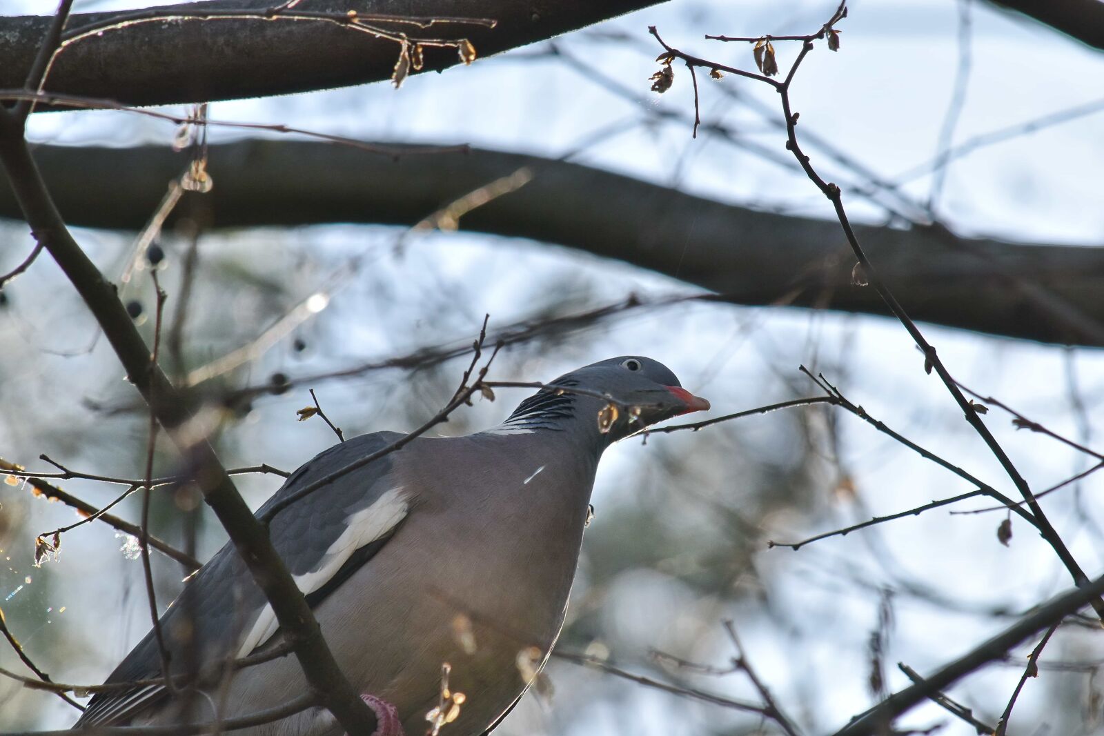 Nikon D5500 sample photo. Branches, grey, ornithology, pigeon photography