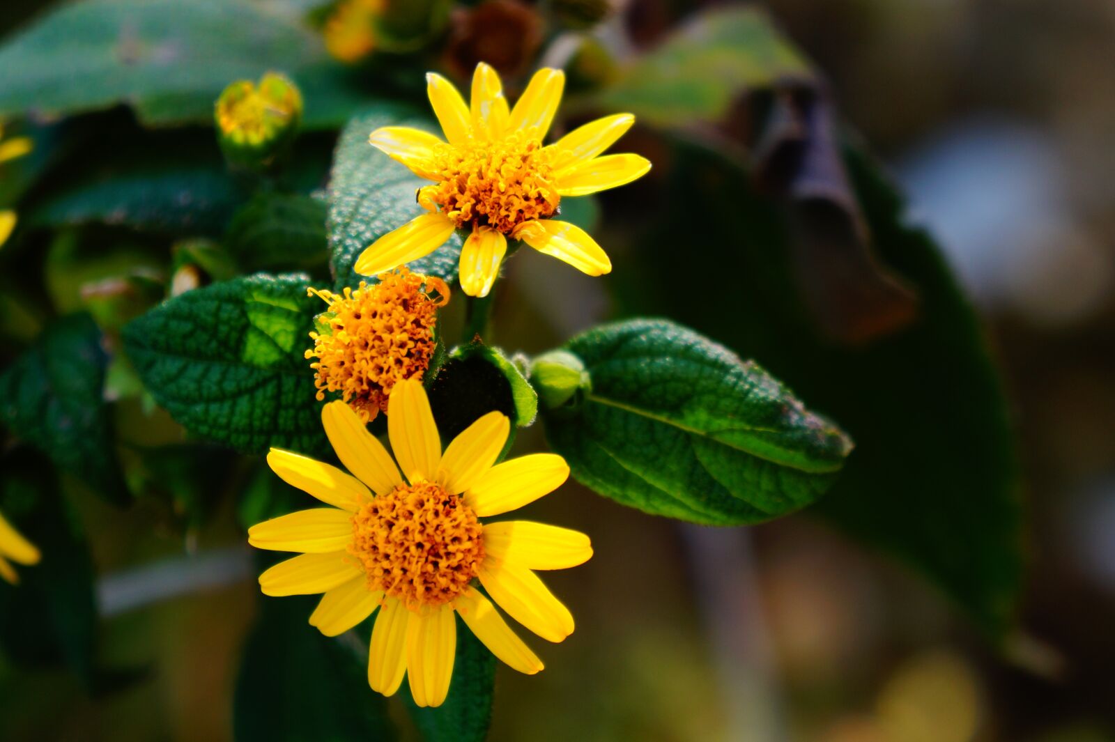 Sony Alpha a3000 sample photo. Garden, green, yellow photography
