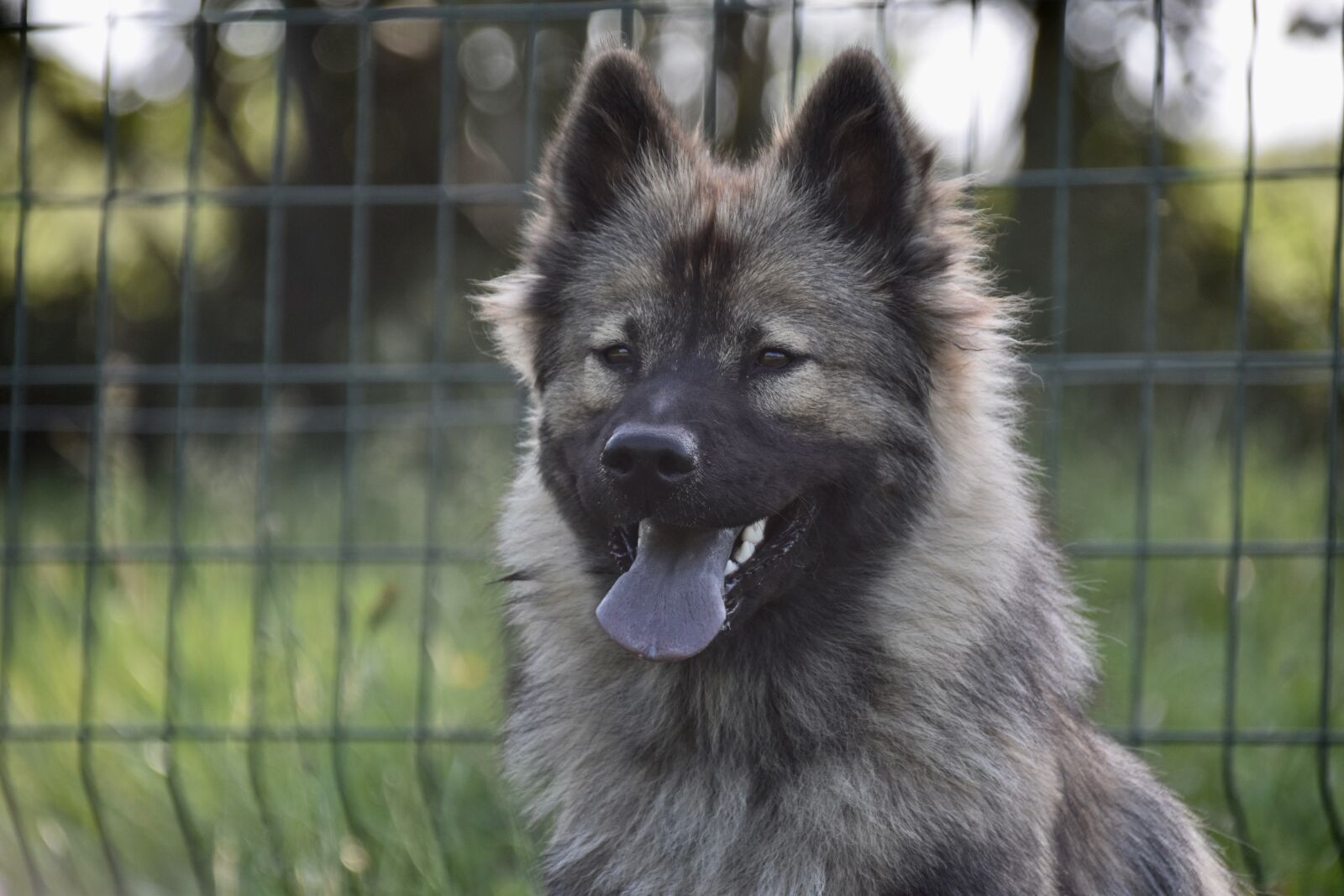 Nikon D5600 sample photo. Dog, dog eurasier, canine photography