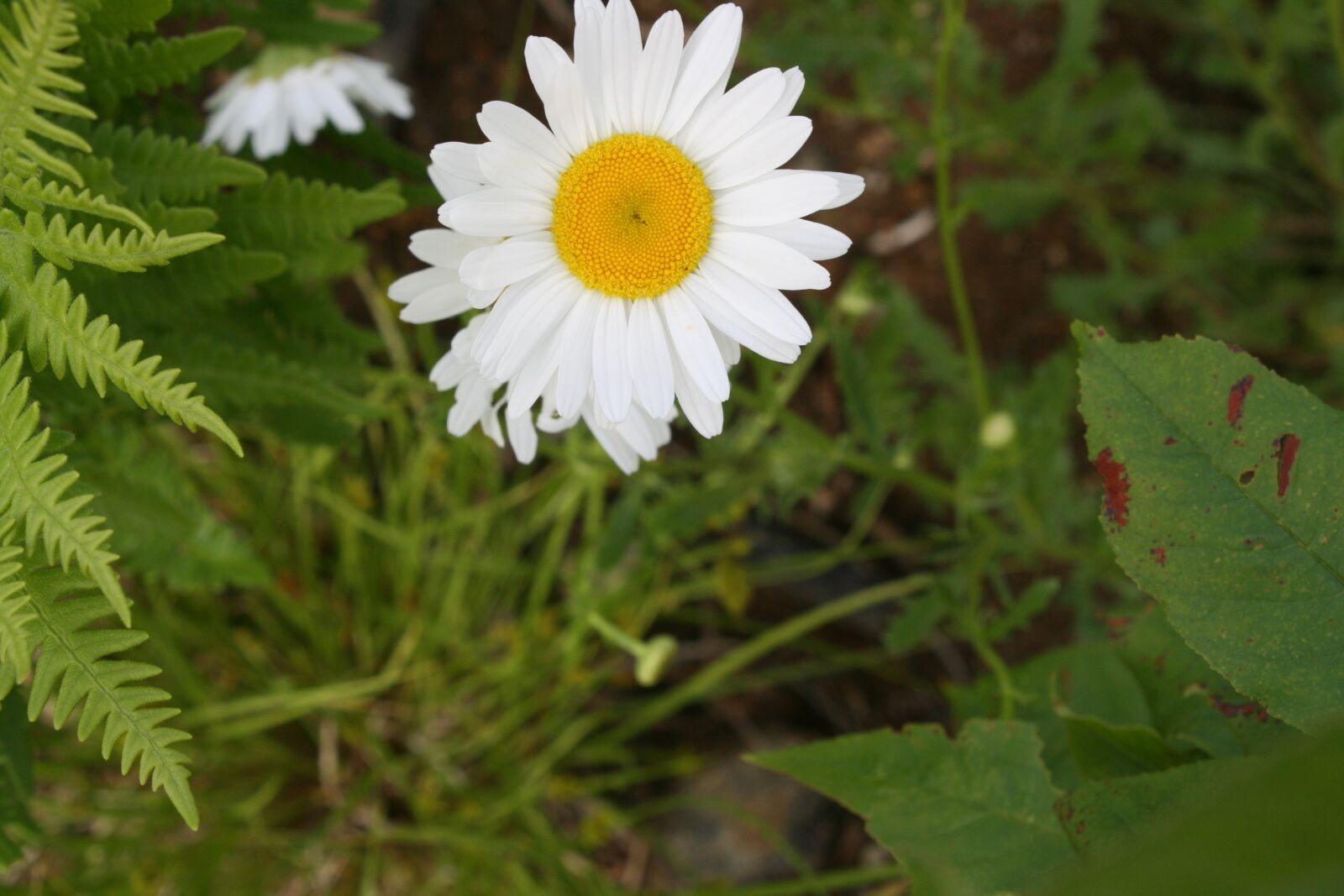 Canon EOS 400D (EOS Digital Rebel XTi / EOS Kiss Digital X) sample photo. White, sunflower, grace photography