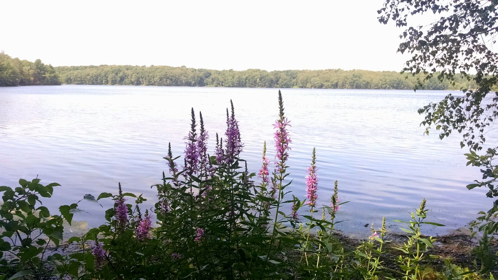 Motorola Moto X (1st Gen) sample photo. Flowers, lake, nature, plants photography