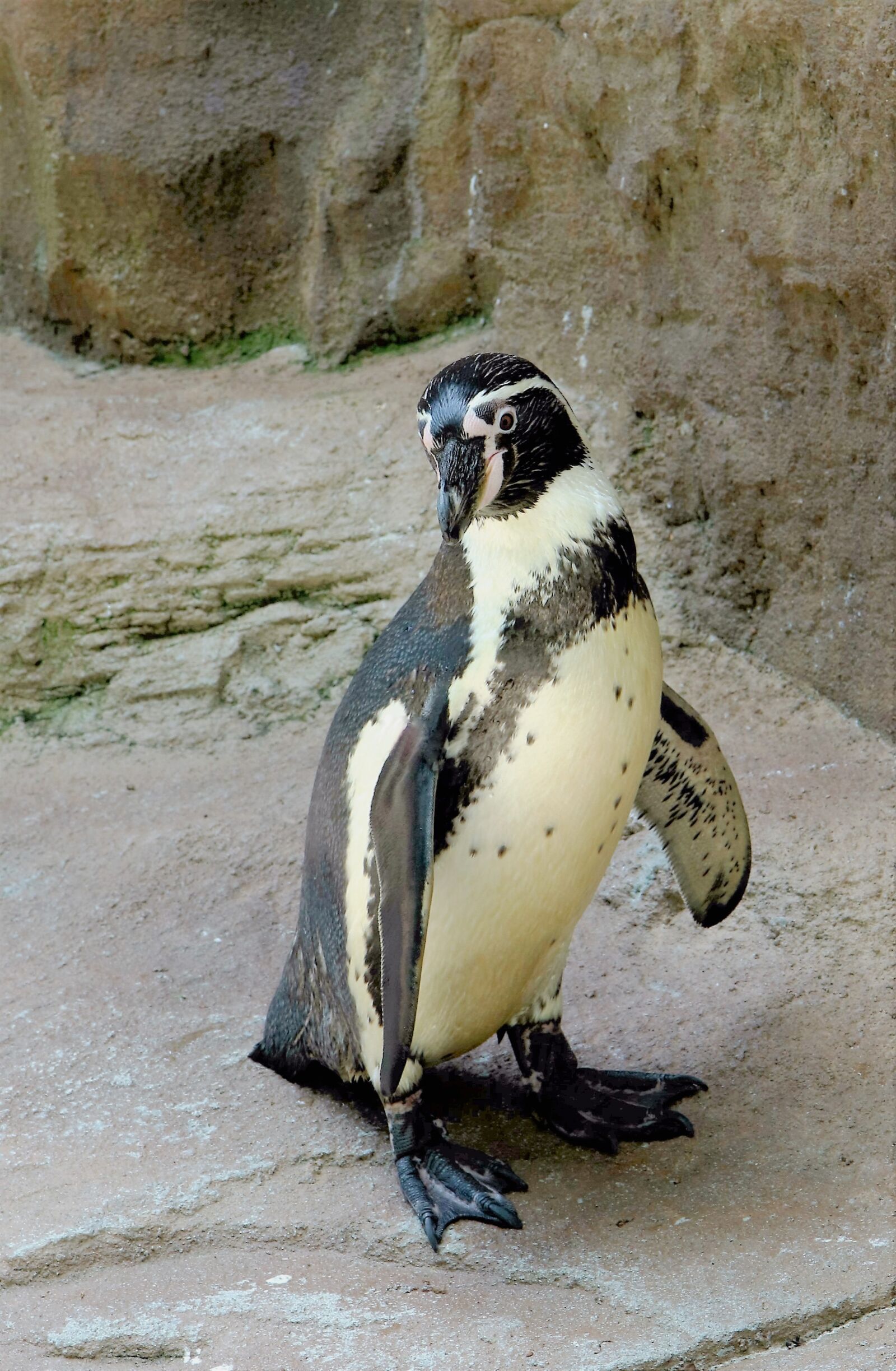 Canon EOS 760D (EOS Rebel T6s / EOS 8000D) sample photo. Penguin, sealife, bird photography