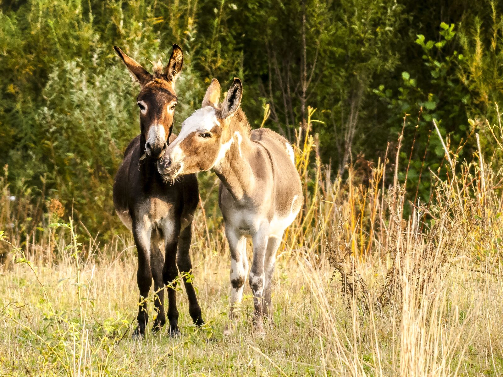 Olympus E-3 sample photo. Donkey, animal, mammal photography