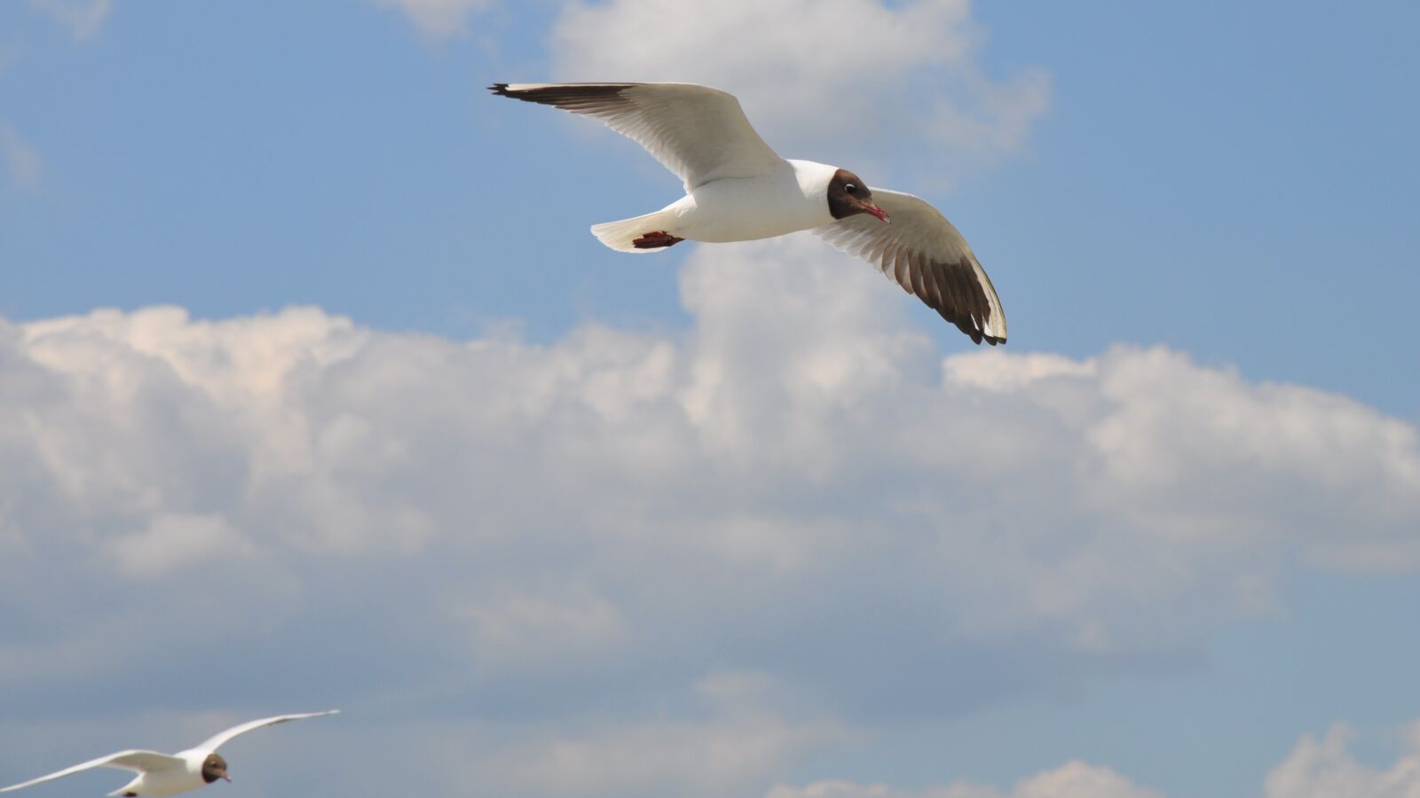 Nikon D90 sample photo. Birds, seagull, nature photography