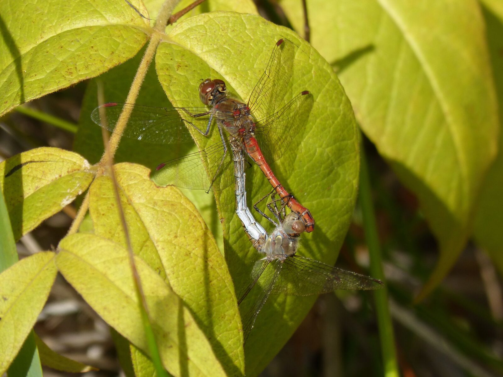 Panasonic DMC-FZ62 sample photo. Dragonflies, couple, copulation photography