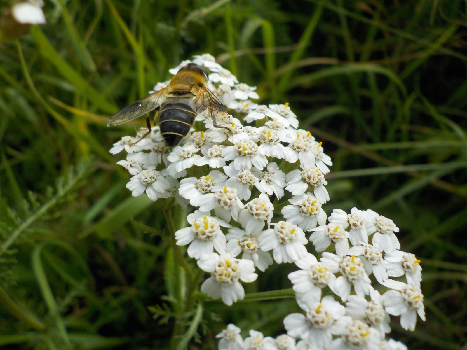 Nikon Coolpix W100 sample photo. Bee, flower, white photography