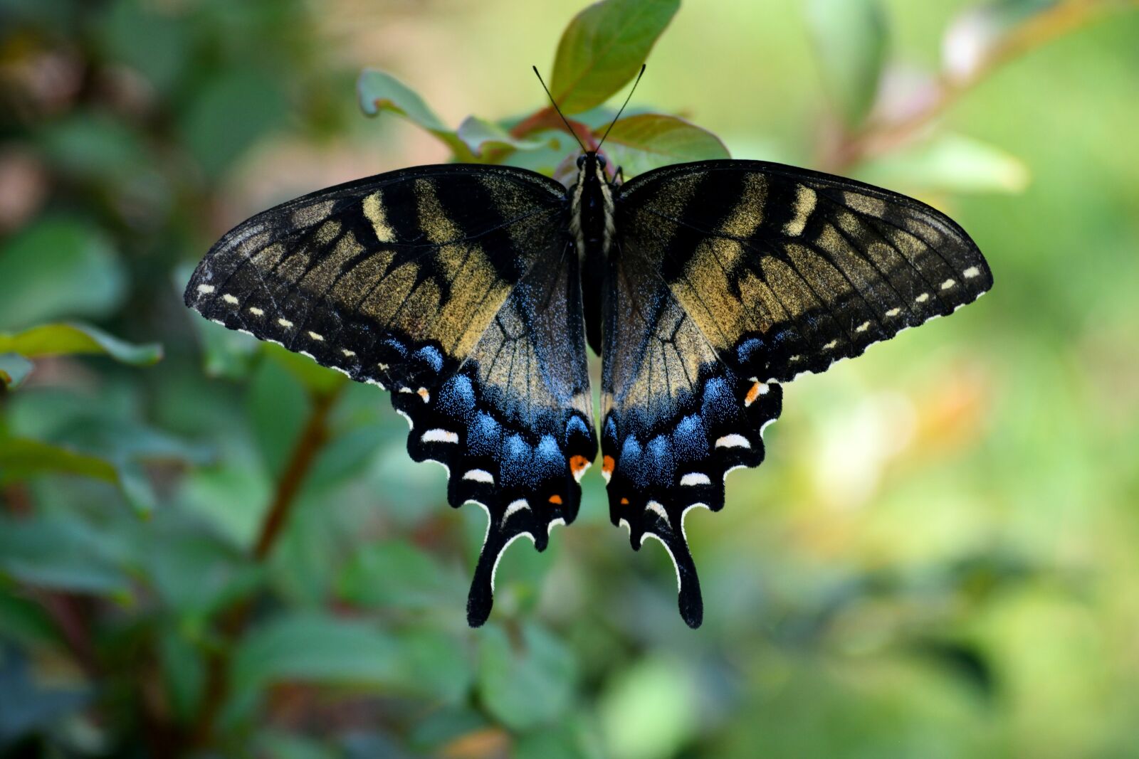 Nikon D3300 sample photo. Swallowtail butterfly, color, insect photography
