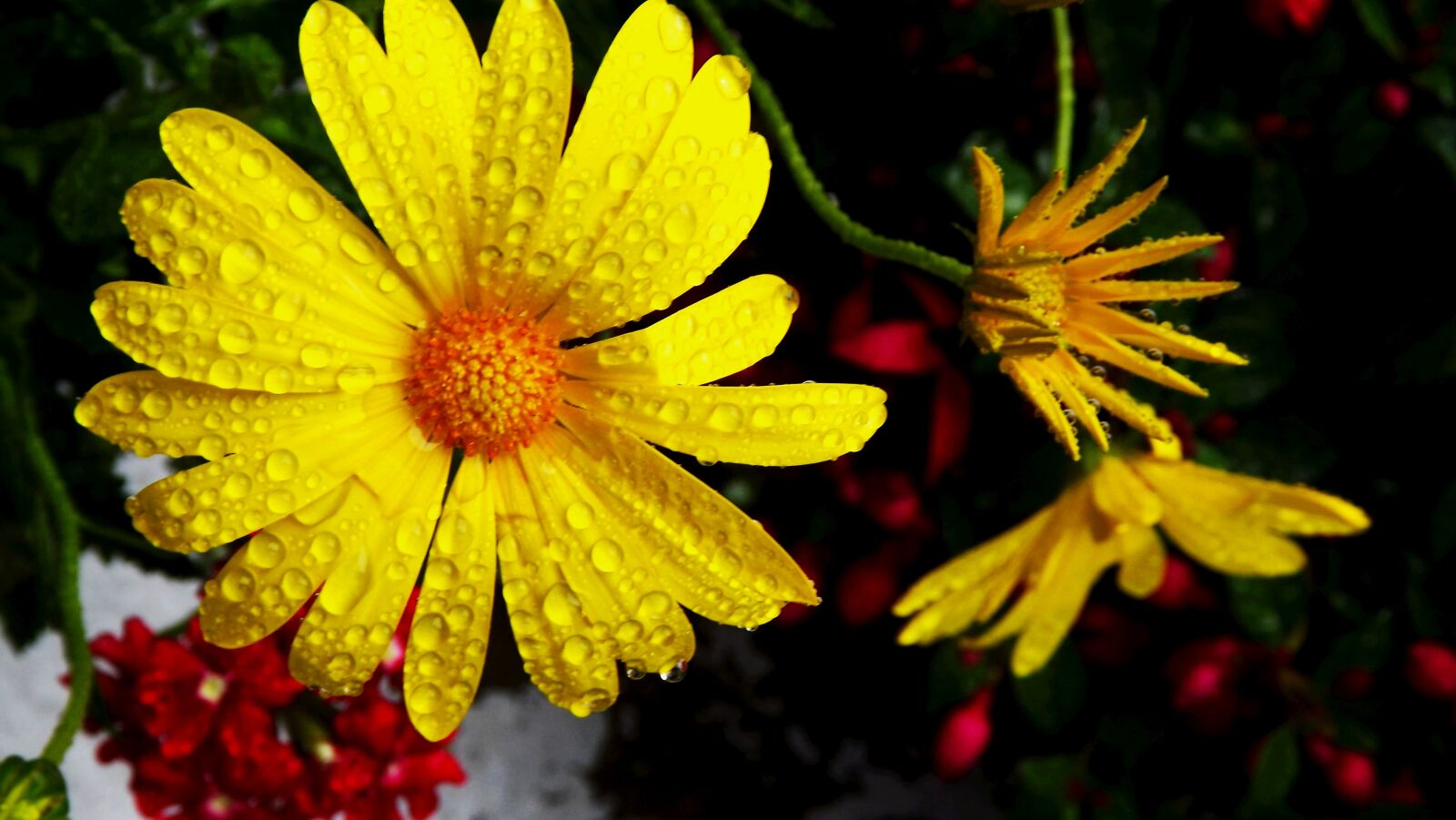 Fujifilm FinePix S3400 sample photo. Flora, flowers, margaretka photography