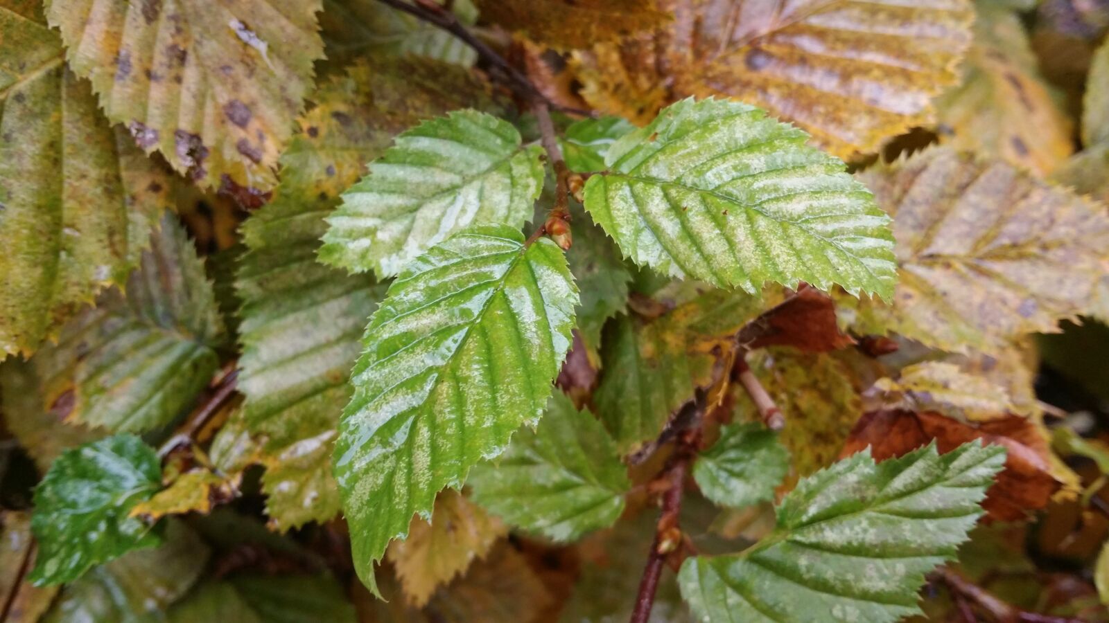 Samsung Galaxy S4 sample photo. Leaves, wet, autumn photography