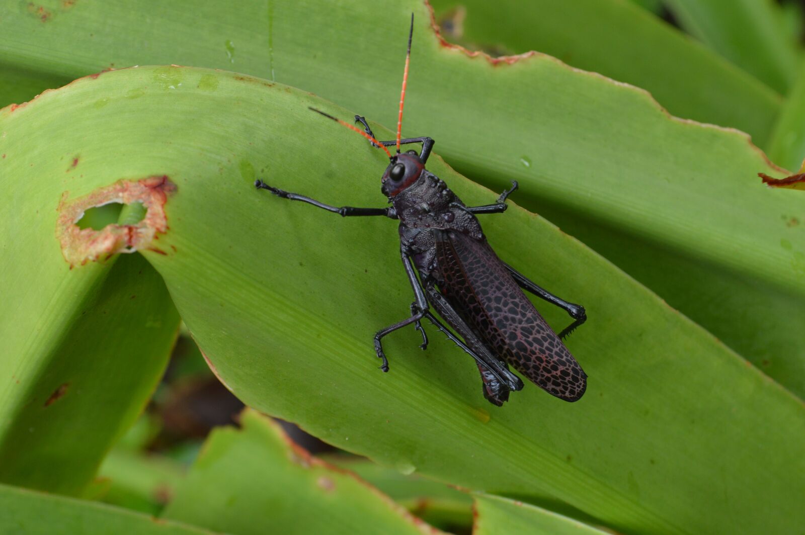 Nikon D3200 sample photo. Grasshopper, nature, insects photography