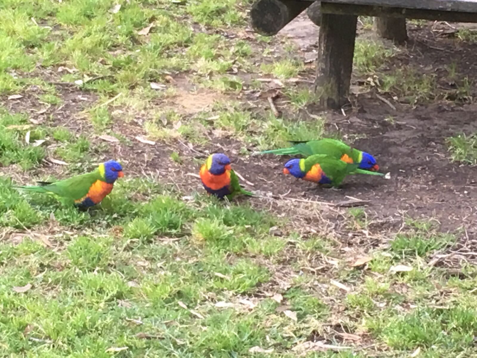 iPhone SE back camera 4.15mm f/2.2 sample photo. Bird, australia, lorikeets photography