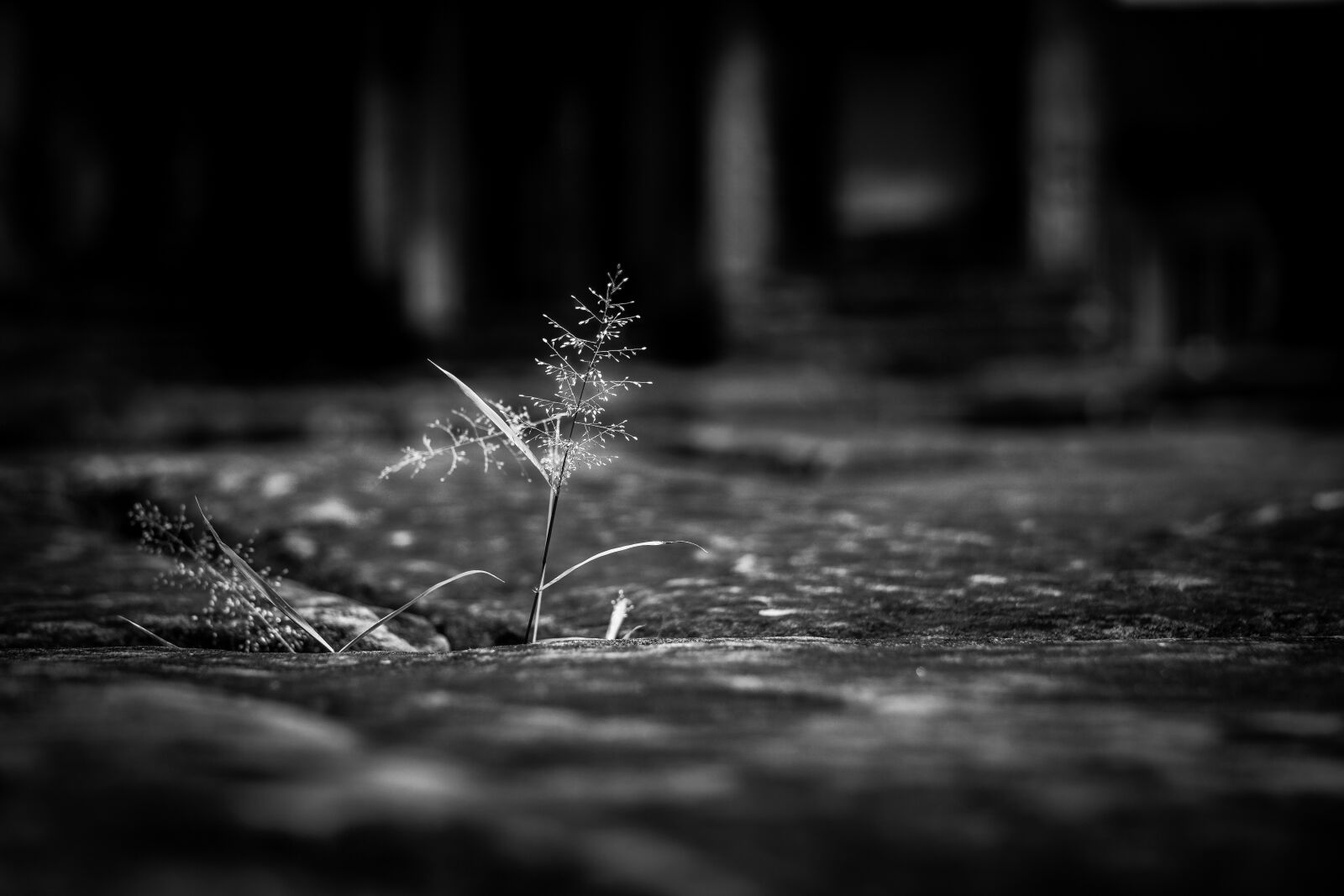 Sony a6000 sample photo. Plant, tiny, nature photography
