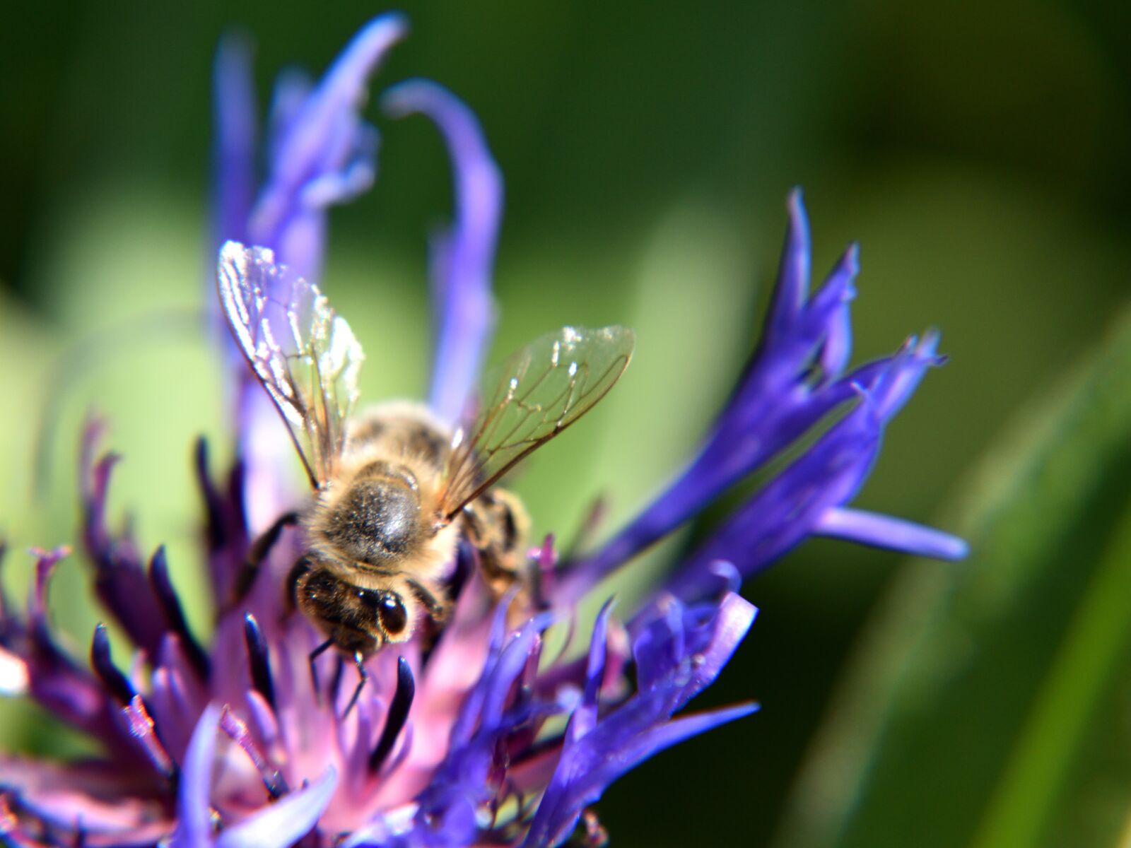 Nikon D5500 sample photo. Bee, cornflower, close up photography