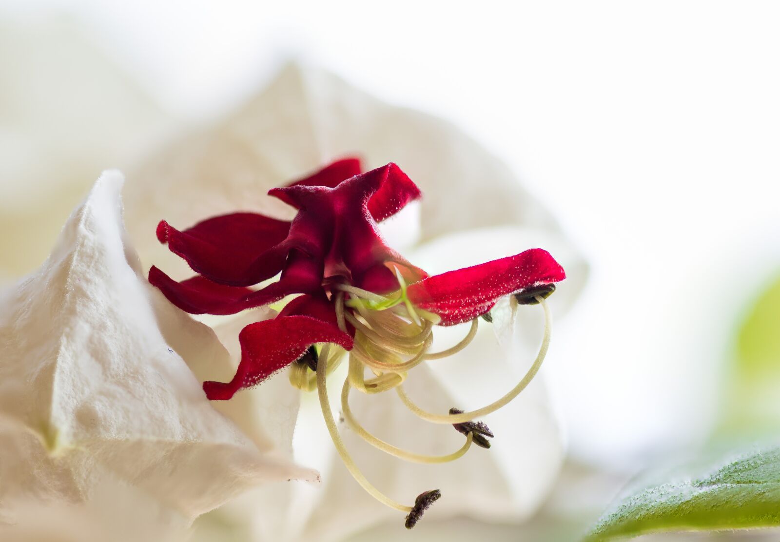 Tamron SP 90mm F2.8 Di VC USD 1:1 Macro sample photo. Close up, blossom, bloom photography