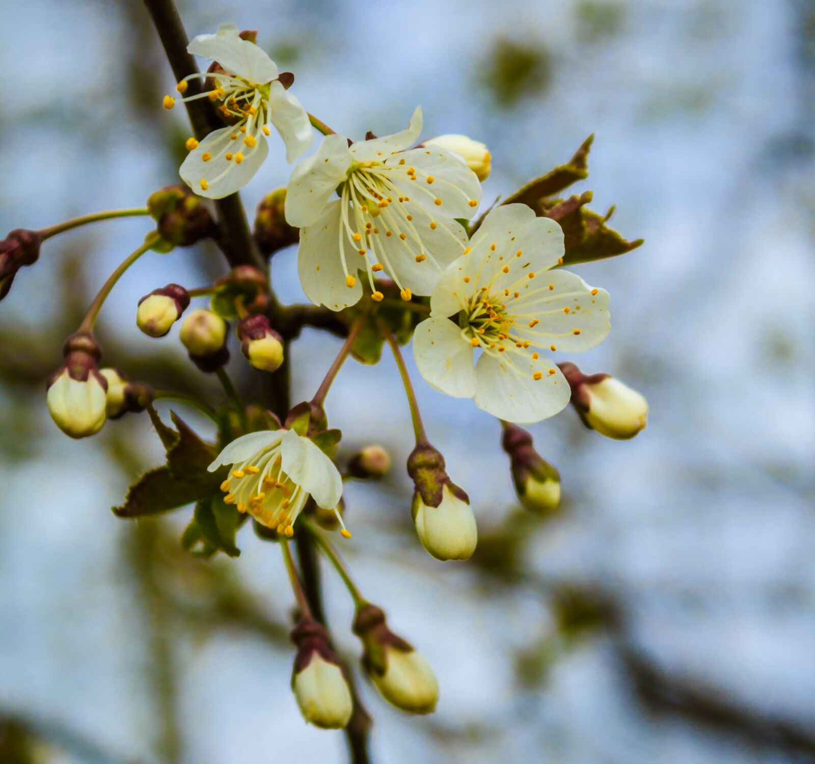 Canon EOS 650D (EOS Rebel T4i / EOS Kiss X6i) sample photo. Spring, cherry wood, tree photography
