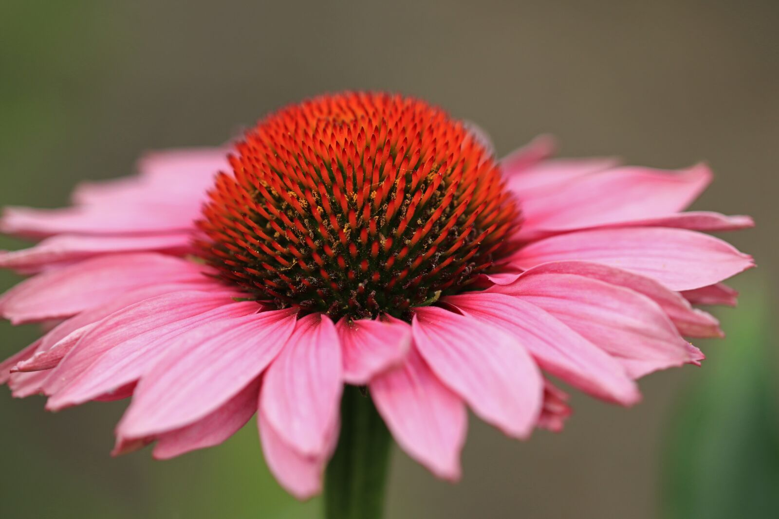 Canon EOS 80D sample photo. Flower, flowers, pink photography