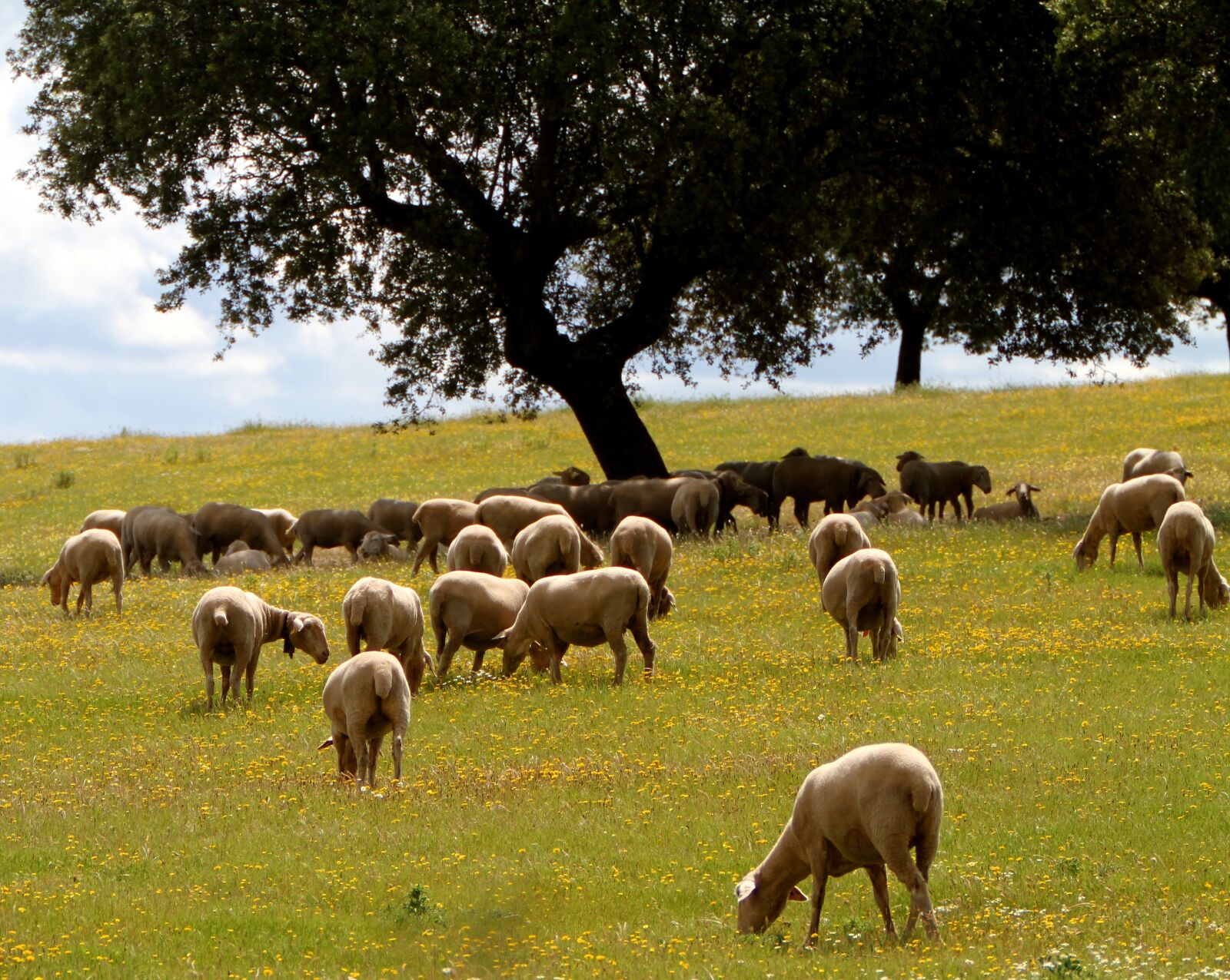 Canon EOS 7D + Canon EF 70-200mm F2.8L IS USM sample photo. Extremadura spain, sheep, encina photography