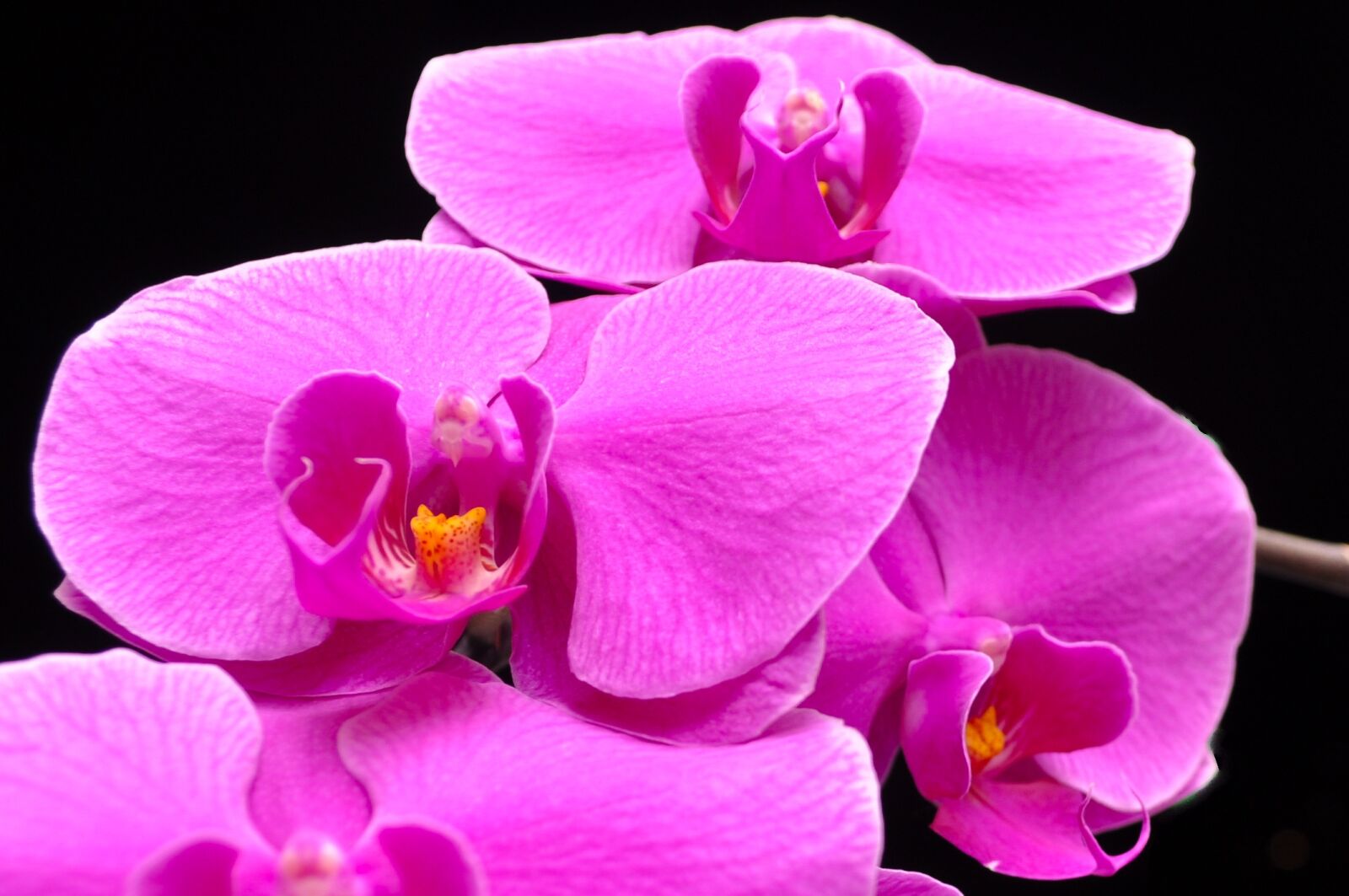 Nikon D5000 sample photo. Phalaenopsis, orquidea, orchid photography