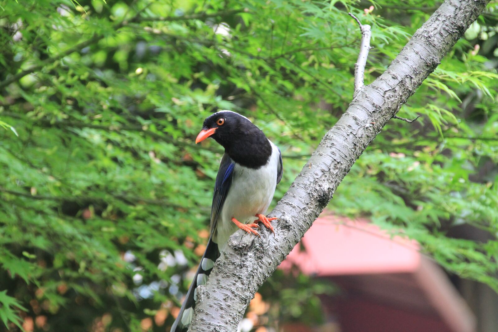 Canon EOS 60D sample photo. Bird, view, xihu photography