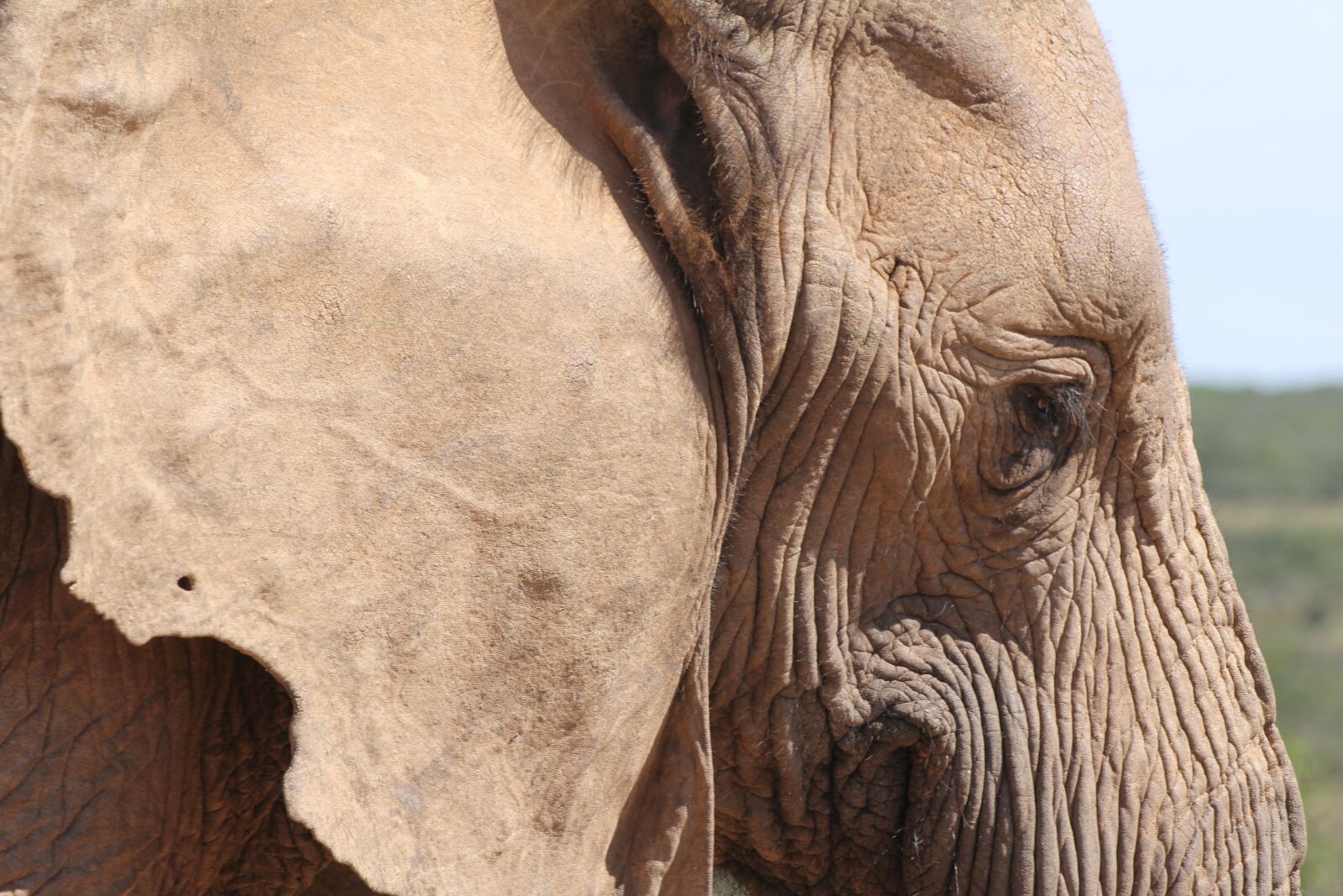 Canon EOS 60D sample photo. Elephant, pachyderm, south africa photography