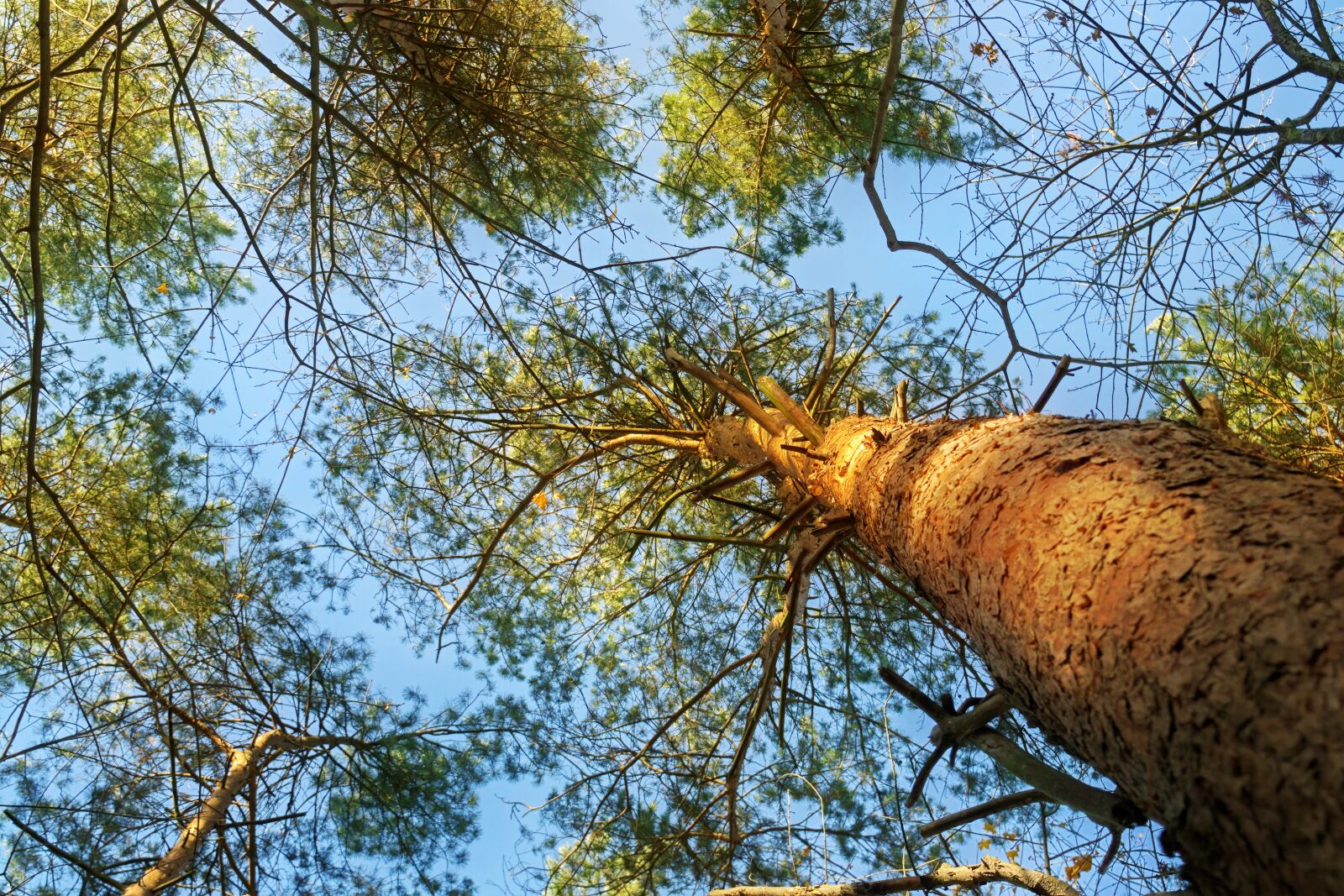 Nikon D3100 sample photo. Trees, forest, autumn photography
