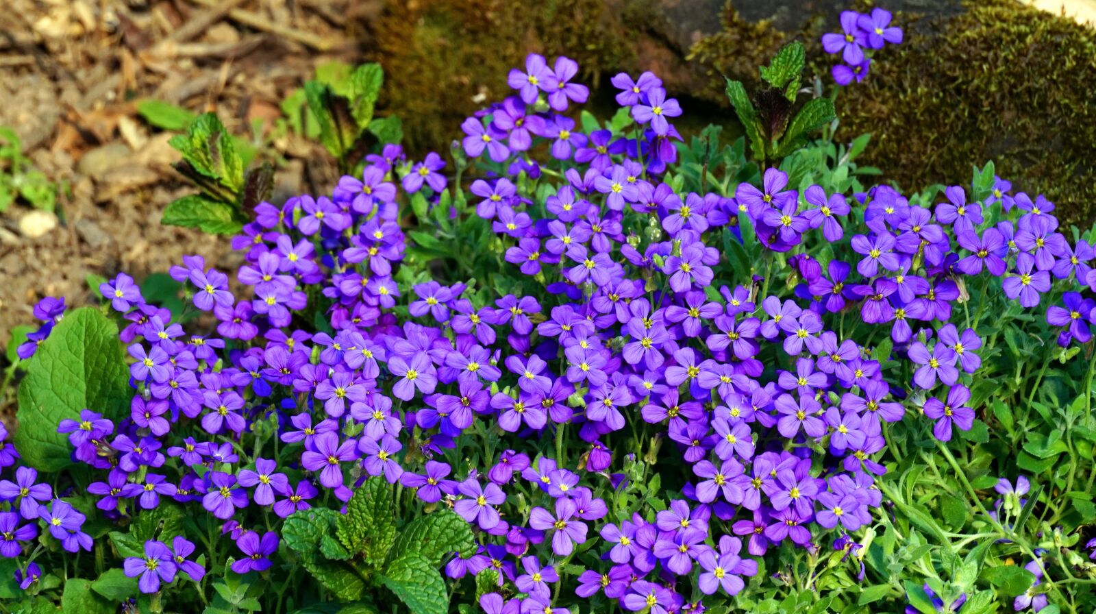 Sony Alpha a5000 (ILCE 5000) + Sony E 55-210mm F4.5-6.3 OSS sample photo. Blue pillow, flowers, blossom photography