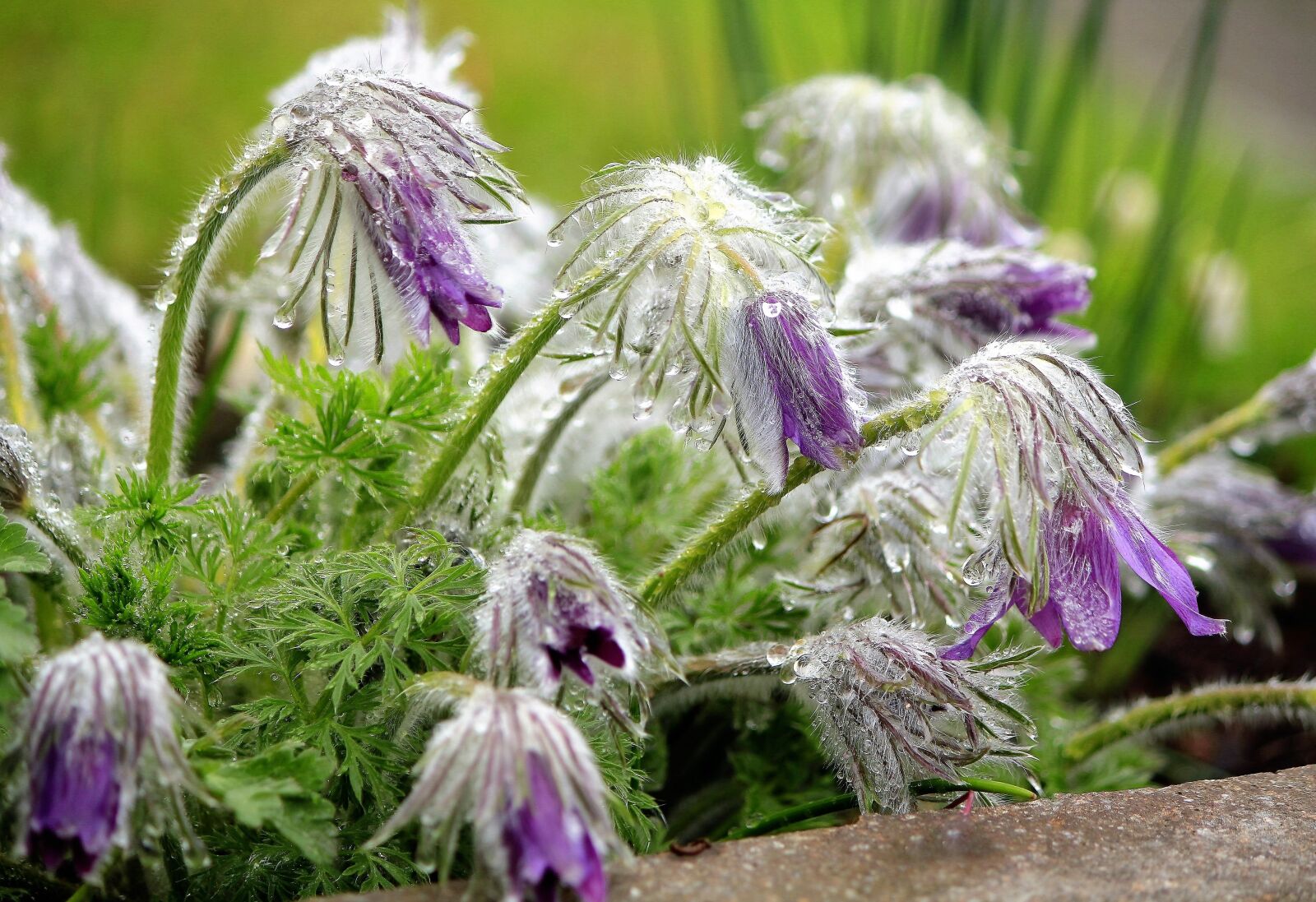 Canon EOS 550D (EOS Rebel T2i / EOS Kiss X4) sample photo. Rain flower, purple, drop photography