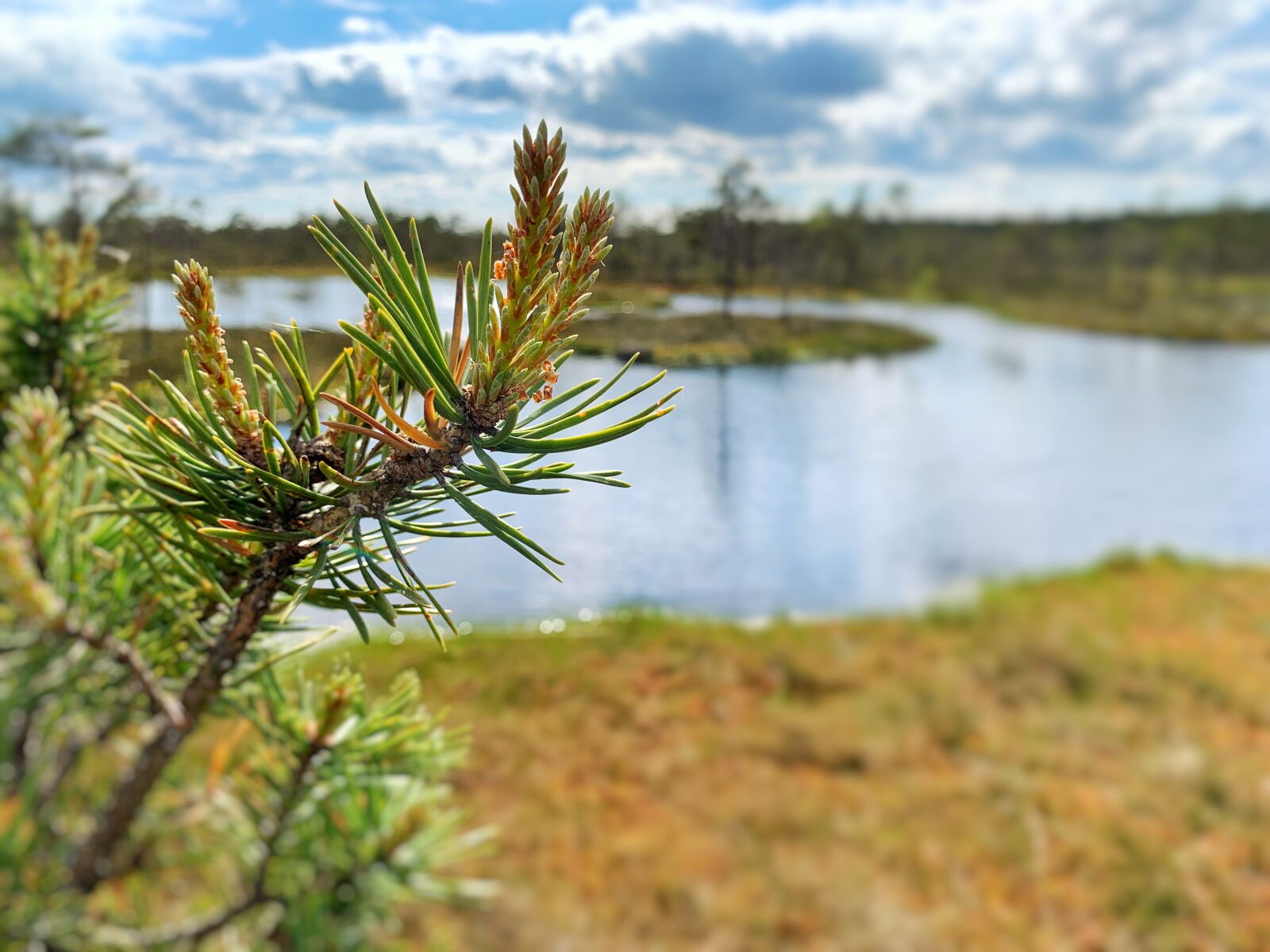 Apple iPhone XR sample photo. Swamp, pine, pond photography