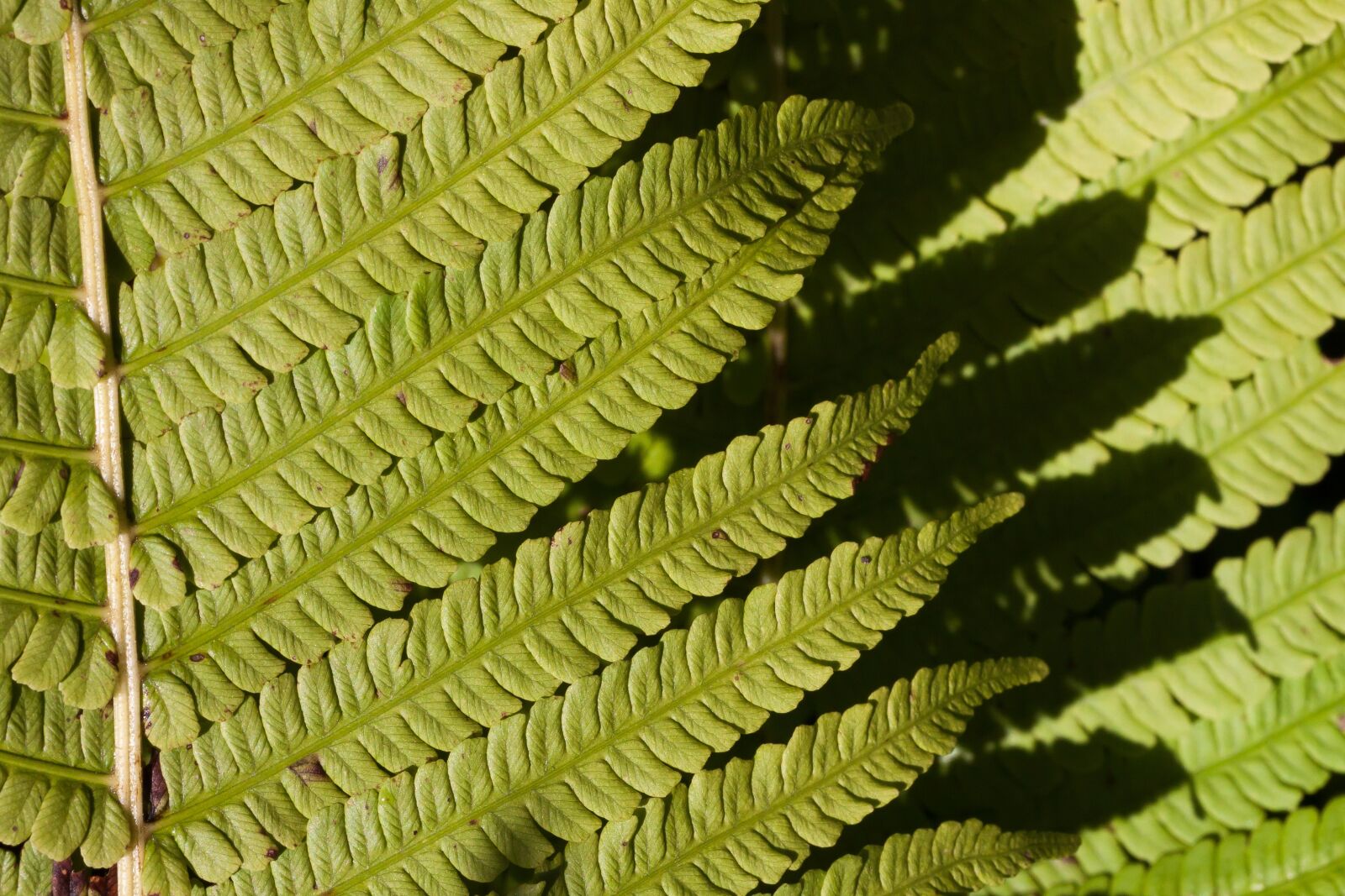 Canon EOS 50D sample photo. Fern, fiddlehead, green photography