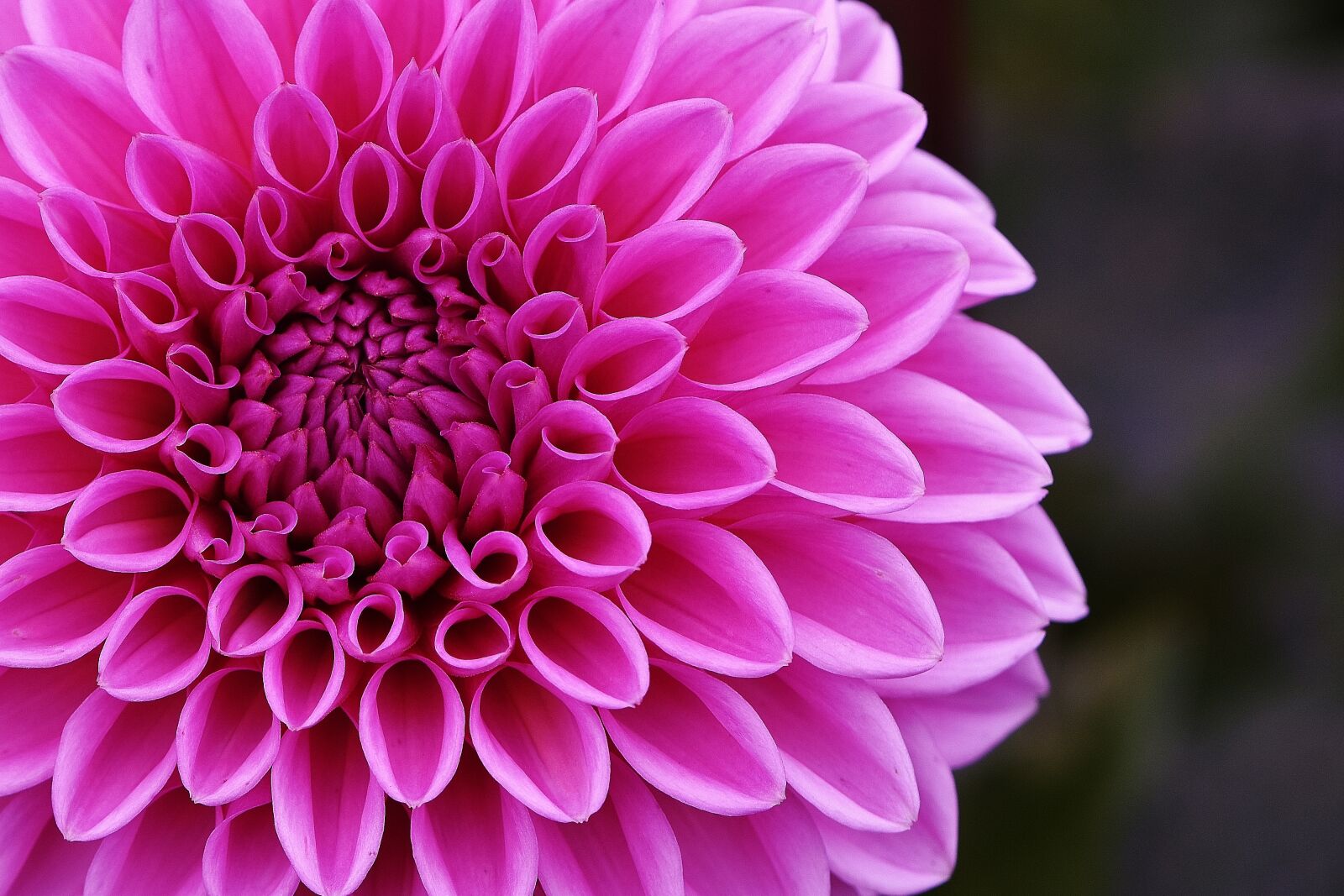Nikon D7200 sample photo. Dahlia, dahlias, autumn photography