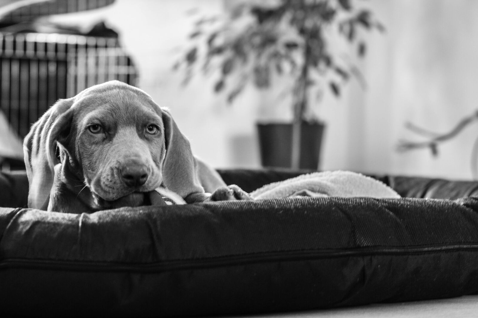 Canon EOS 700D (EOS Rebel T5i / EOS Kiss X7i) + Canon EF 50mm F1.8 STM sample photo. Weimaraner, puppy, dog photography