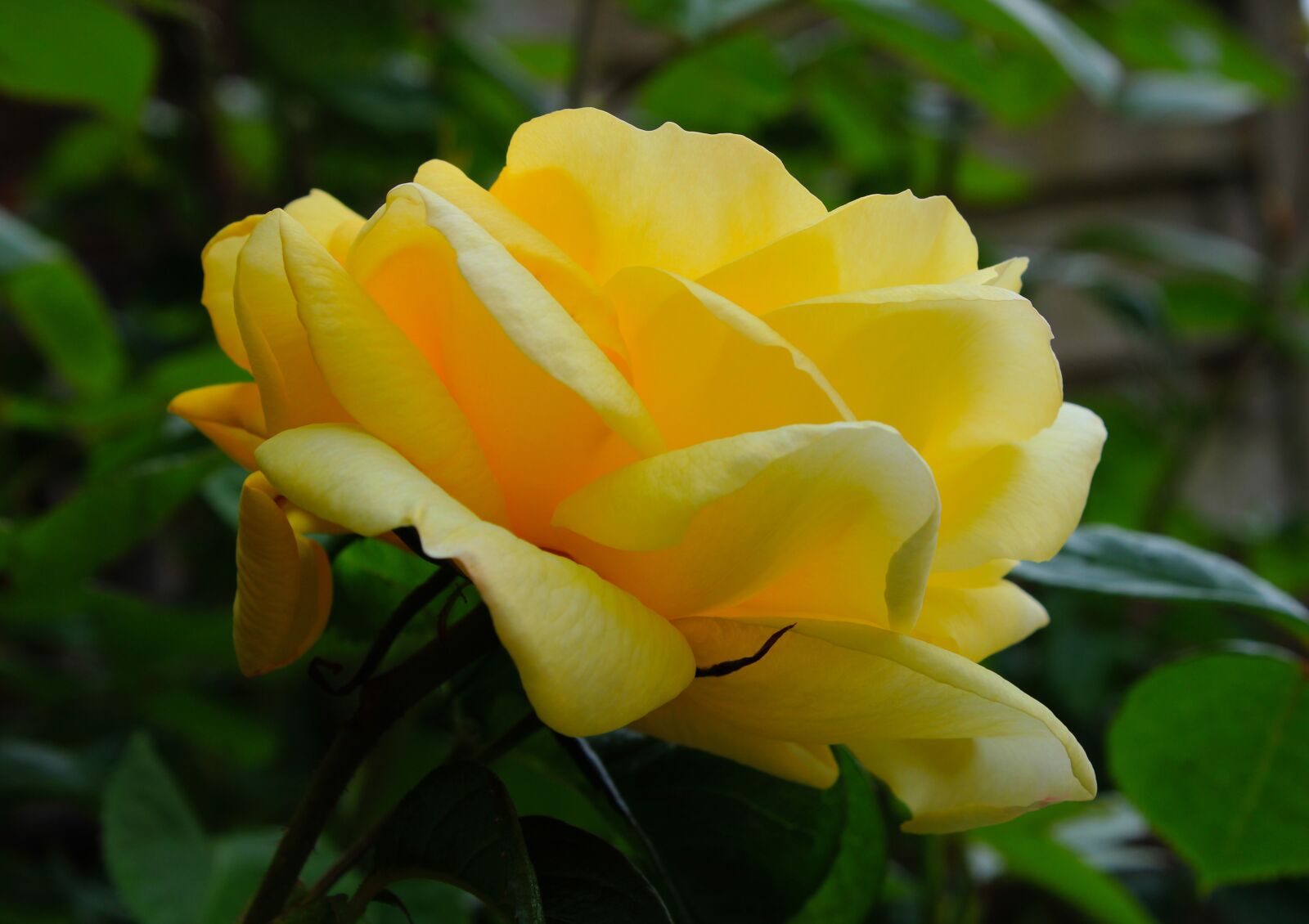 Canon EOS 2000D (EOS Rebel T7 / EOS Kiss X90 / EOS 1500D) sample photo. Yellow rose, rose, feeling photography