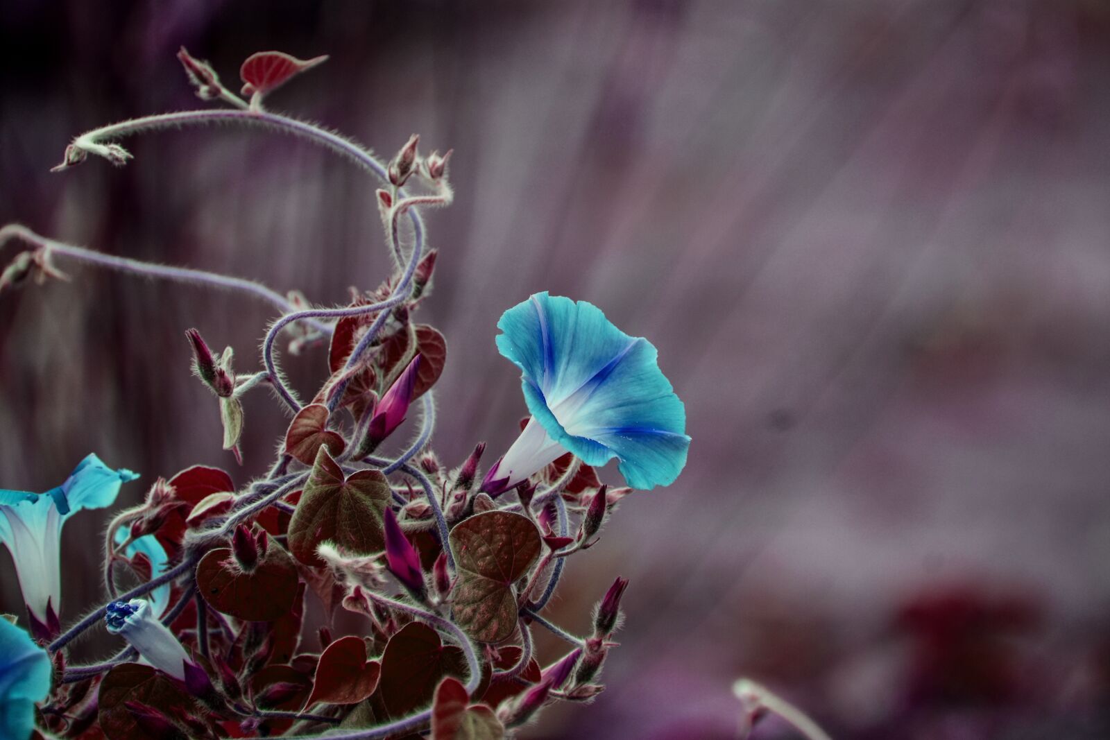Nikon D3400 sample photo. Flower, wild flower, nature photography