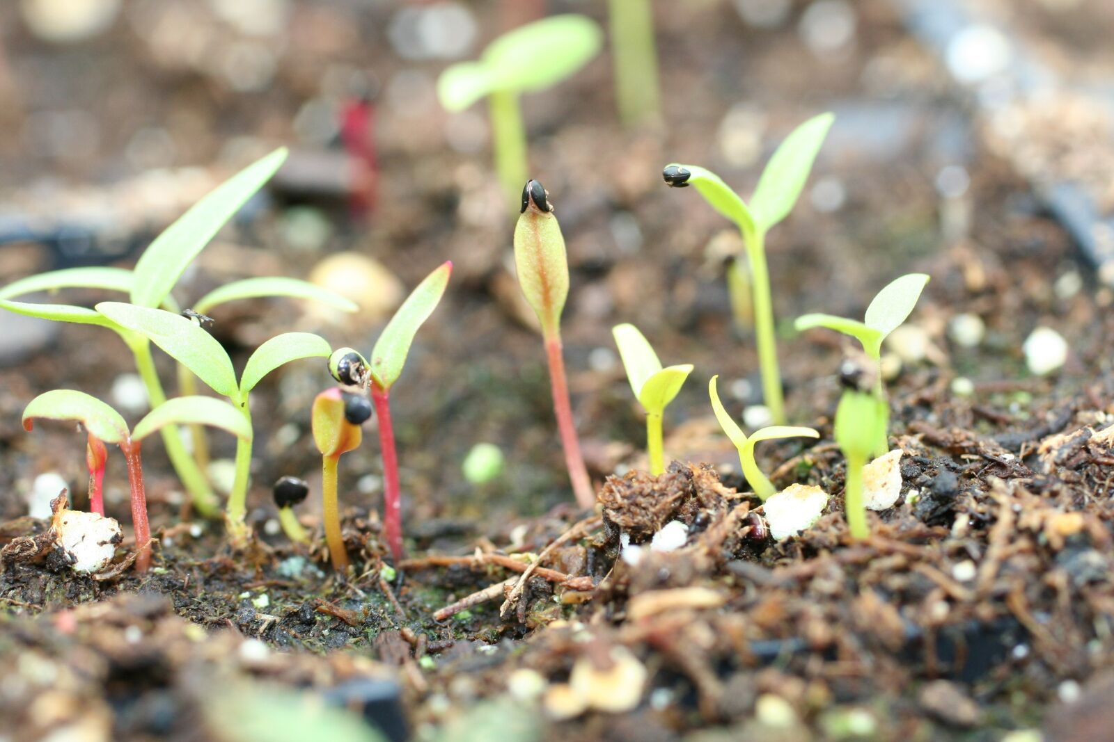 Canon EOS 350D (EOS Digital Rebel XT / EOS Kiss Digital N) sample photo. Seedlings, celosia, plant photography