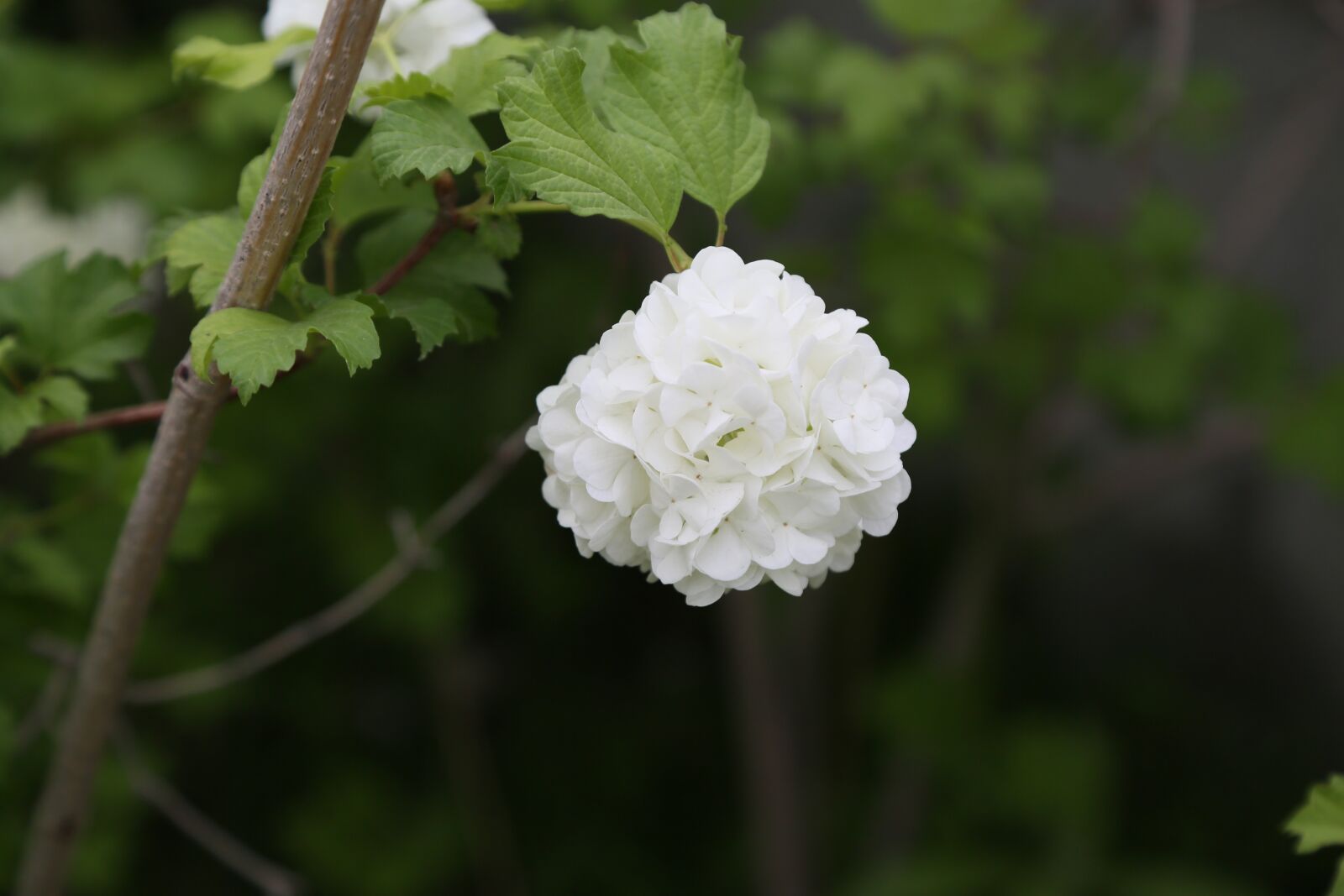 Canon EF 24-105mm F4L IS USM sample photo. Nature, plant, flower photography
