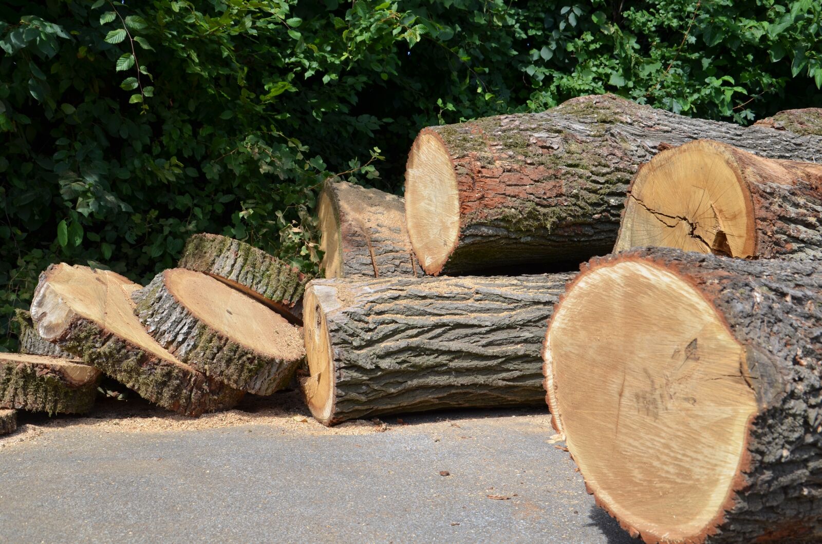Nikon D5100 sample photo. Wood, strains, tribe photography