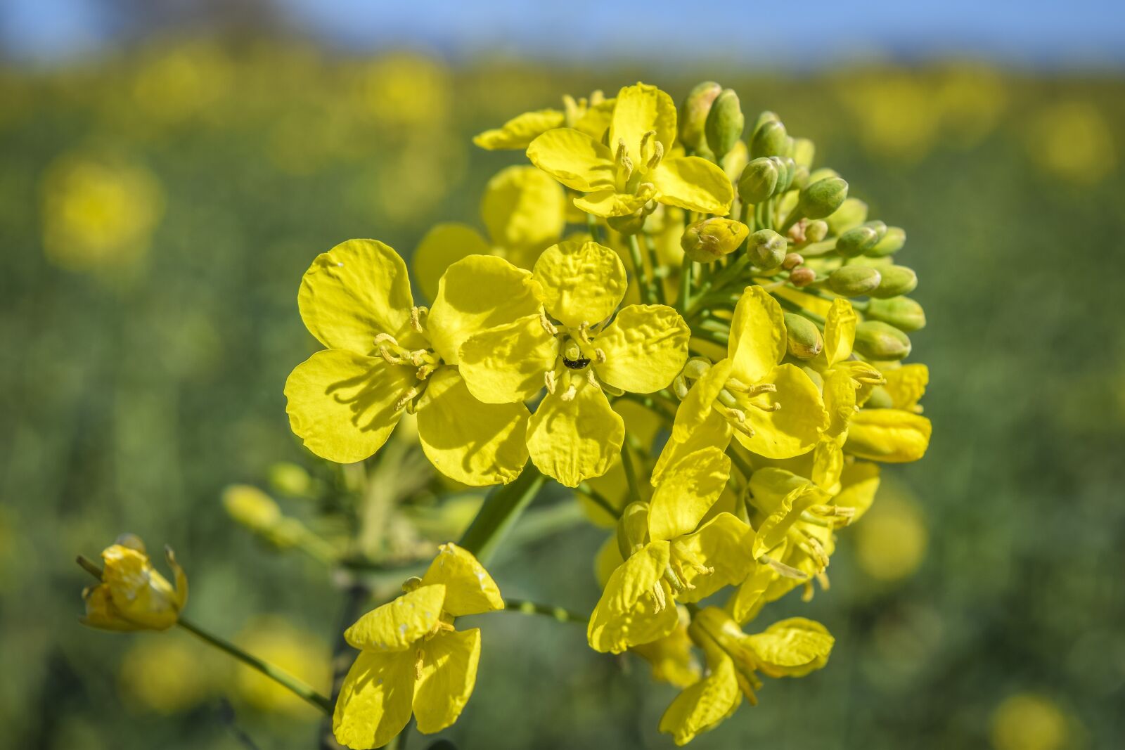 Nikon D3300 sample photo. Oilseed rape, field of photography