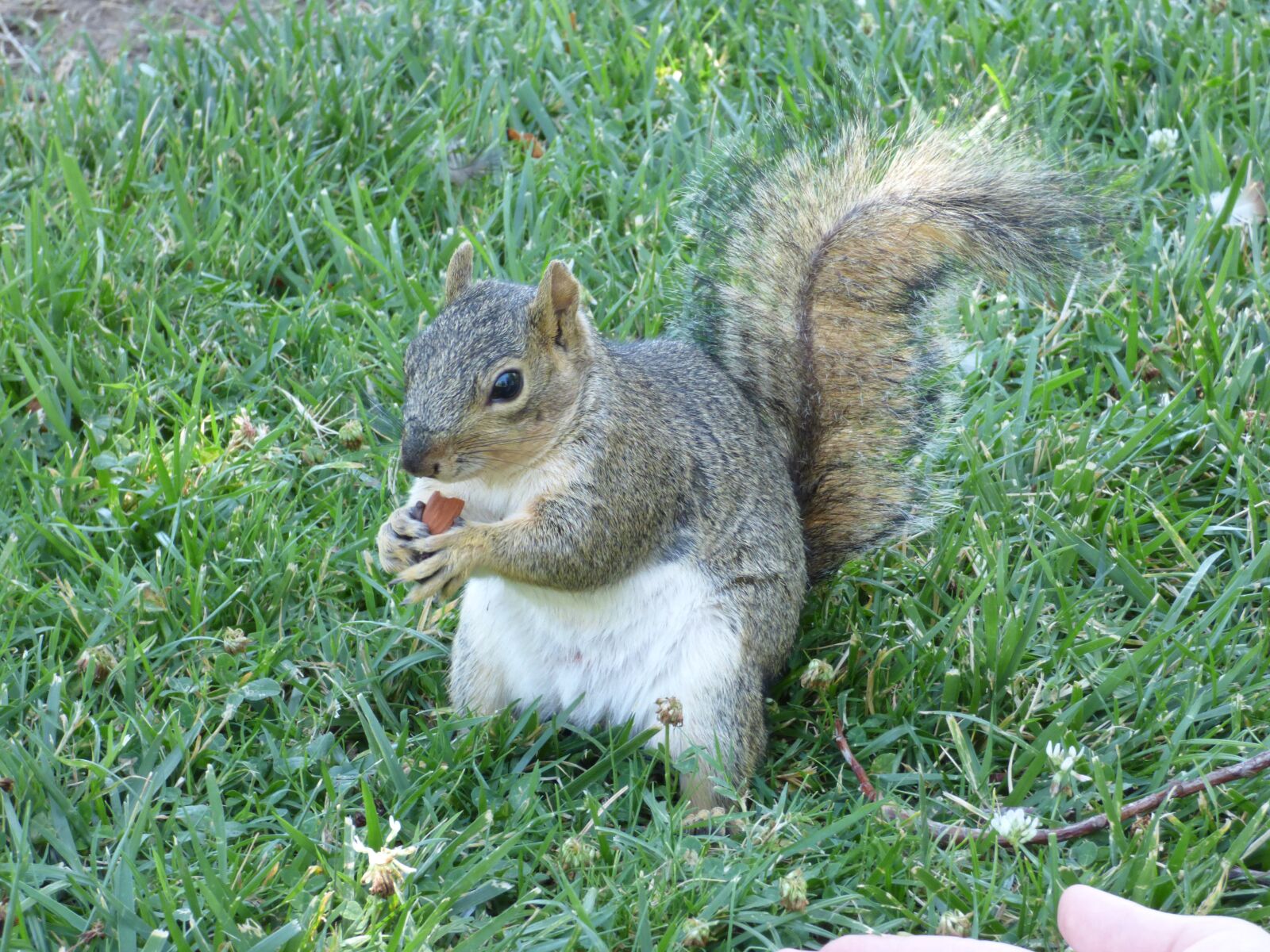 Panasonic Lumix DMC-FZ70 sample photo. Squirrel, nature, animal photography