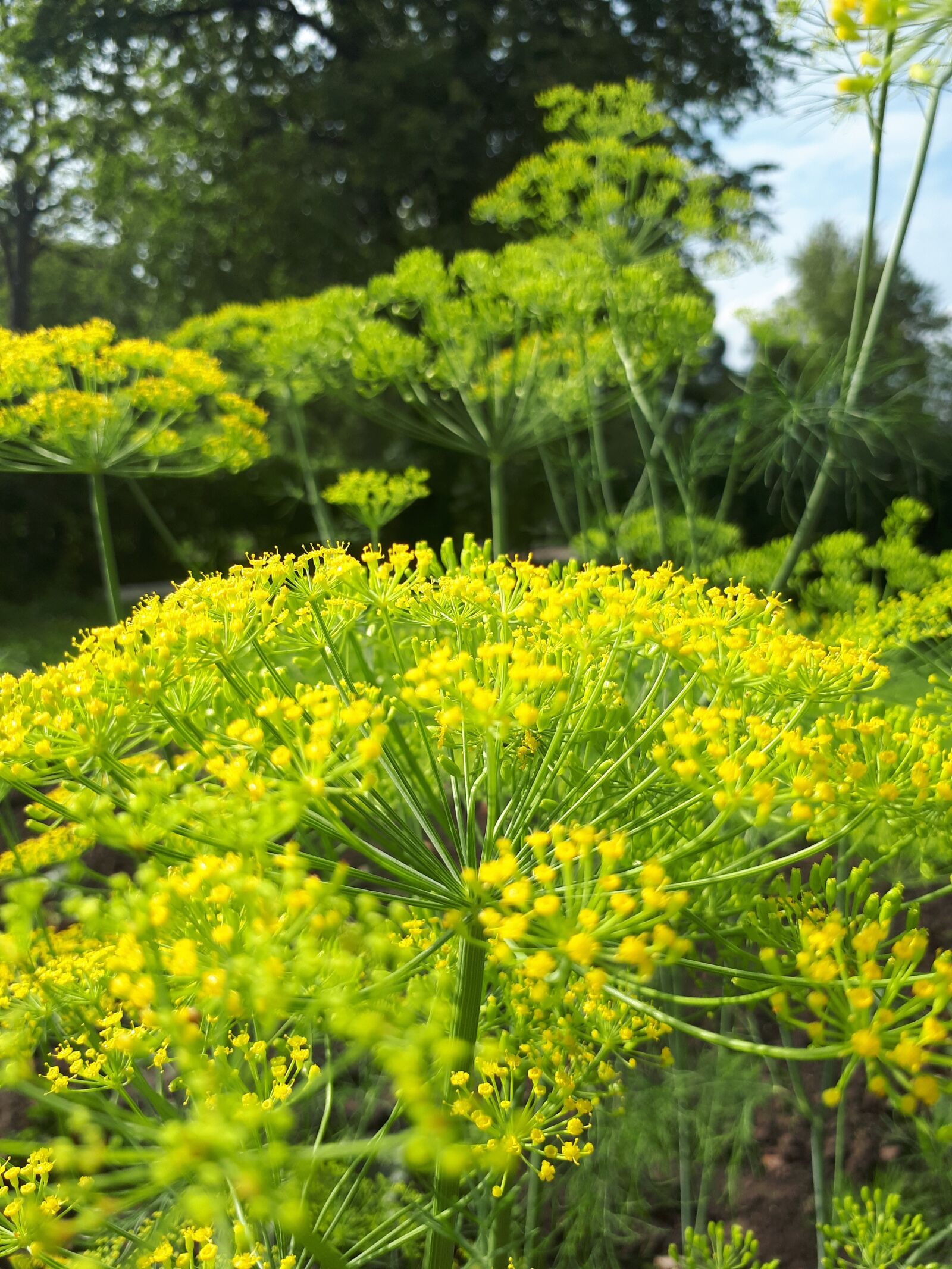 Samsung Galaxy A5(2017) sample photo. Latvia, dill, food photography