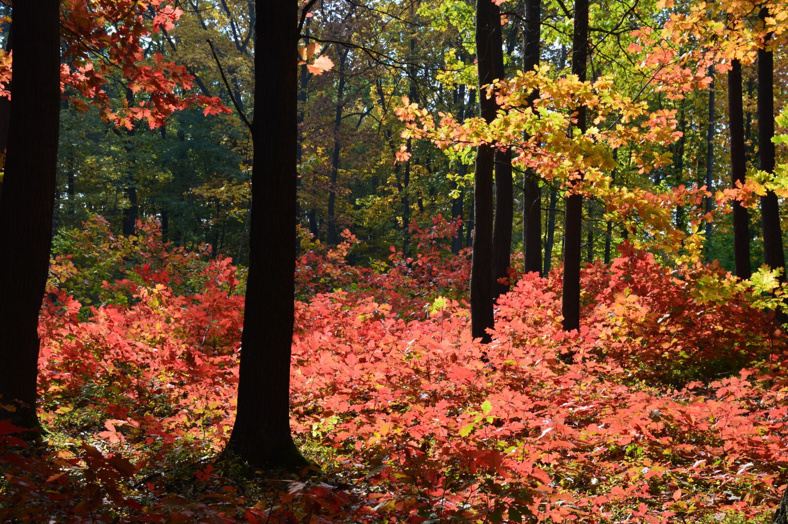 Nikon D3200 sample photo. Forest, autumn, colors photography