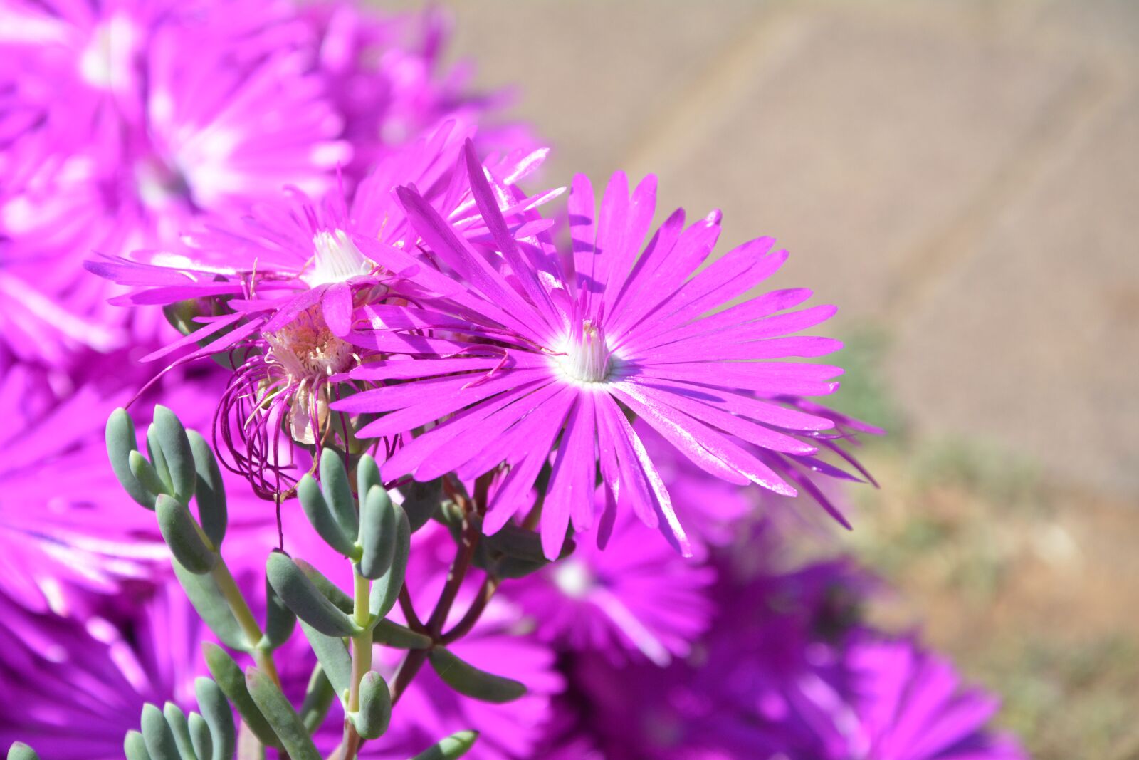 Nikon D5200 sample photo. Daisies, spring, sunshine photography