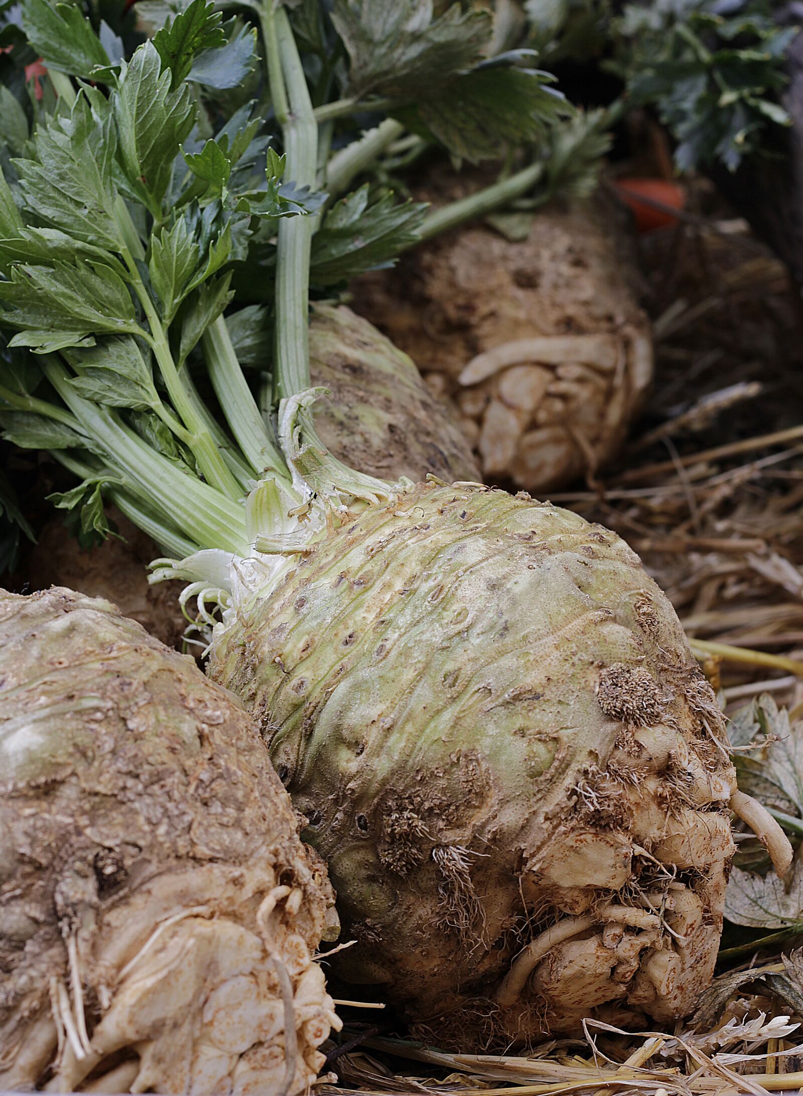 Canon EOS 100D (EOS Rebel SL1 / EOS Kiss X7) sample photo. Celery, real celery, apium photography