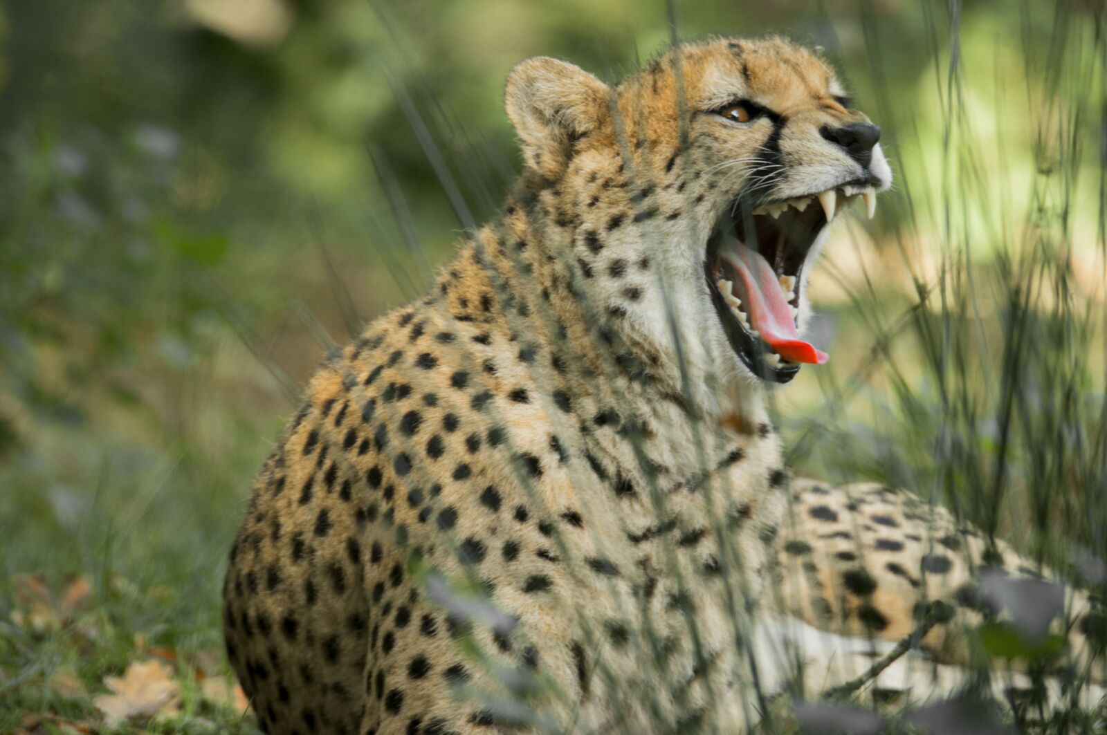 Nikon D800E sample photo. Cheetah, big cat, predator photography