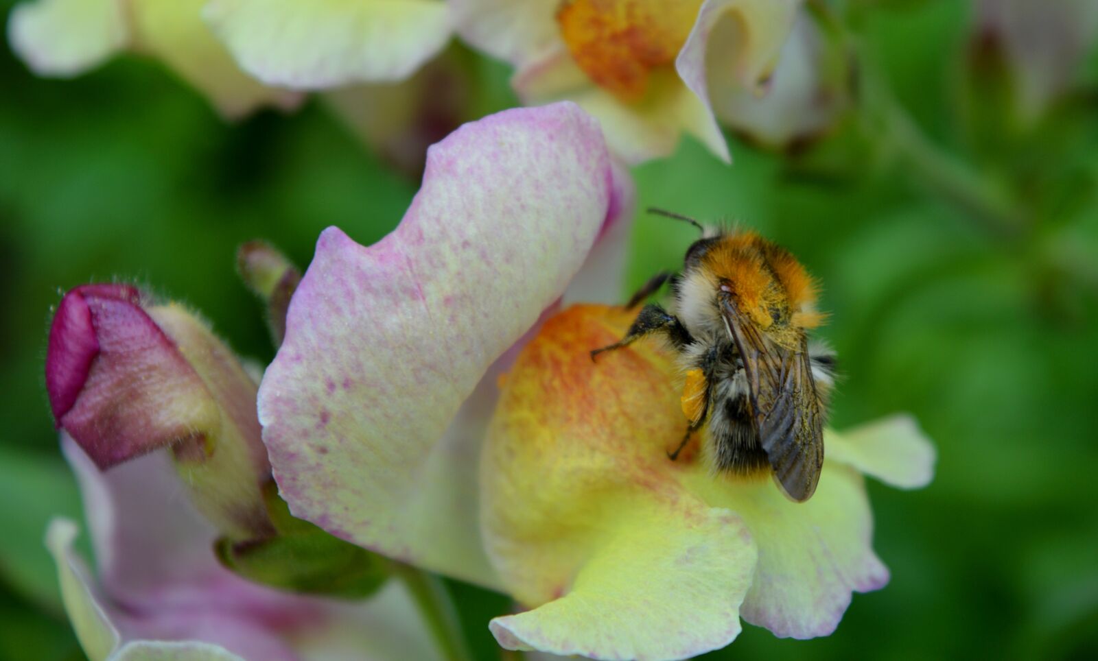 Nikon D3200 sample photo. Loewenmaeulchen, hummel, blossom photography