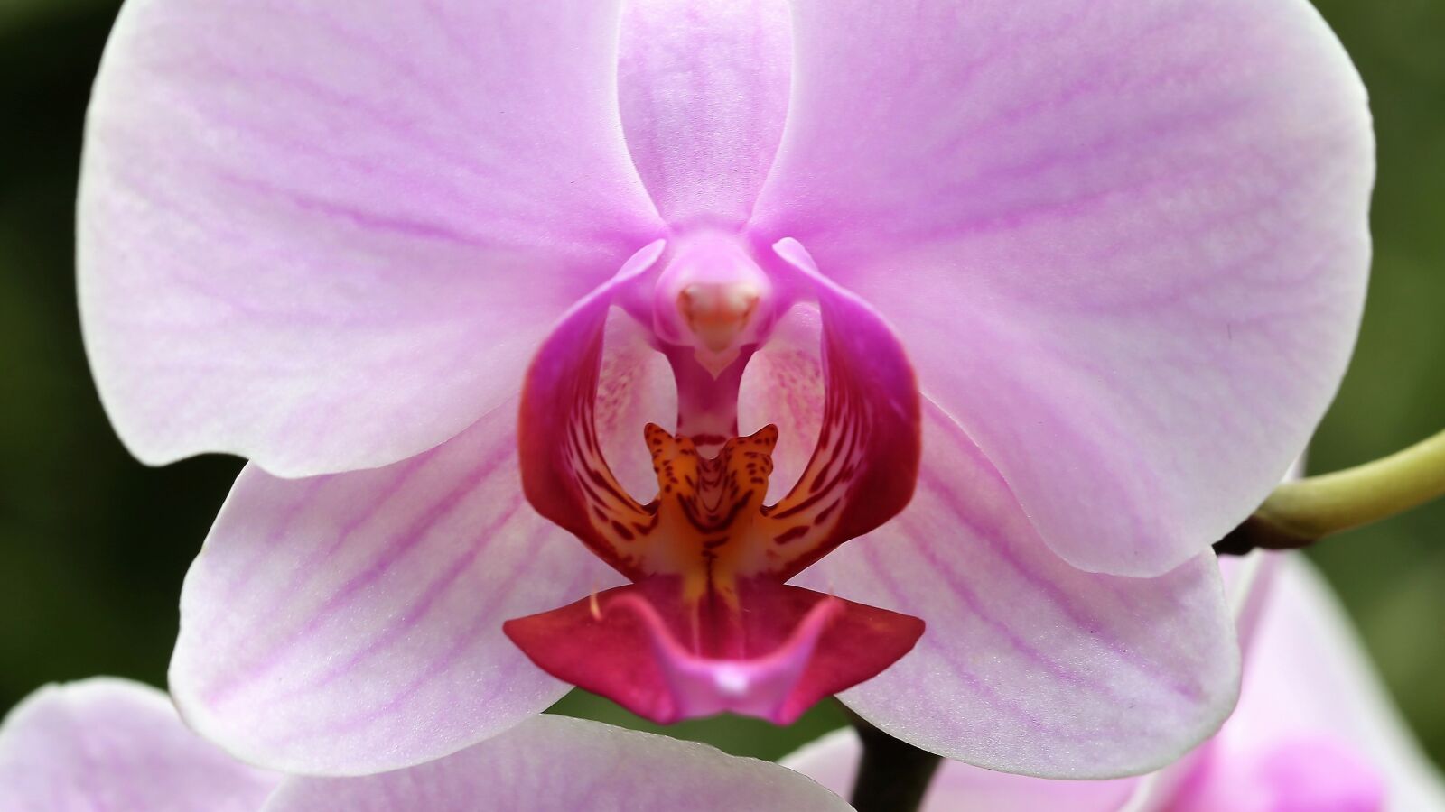 Canon EOS 6D + Canon EF 100mm F2.8 Macro USM sample photo. Orchid, orchidaceae, phalenopsis photography