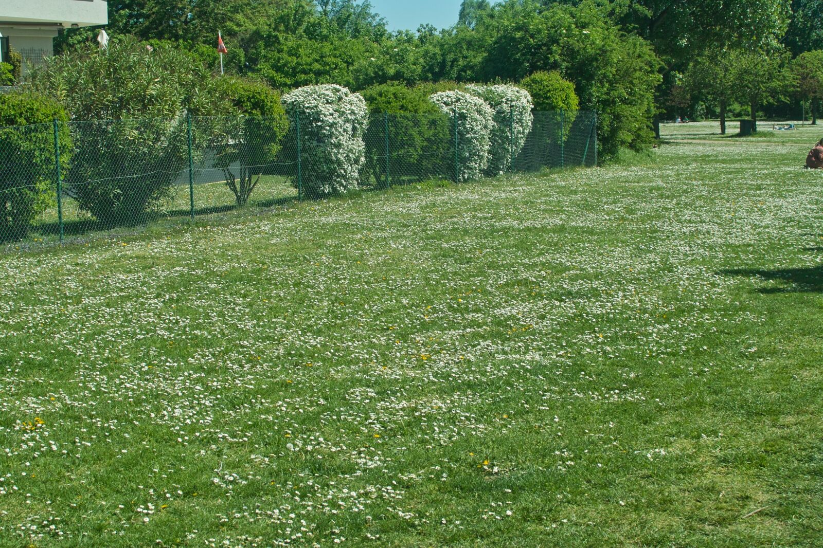 Sigma SD14 sample photo. Background, green meadow, plot photography
