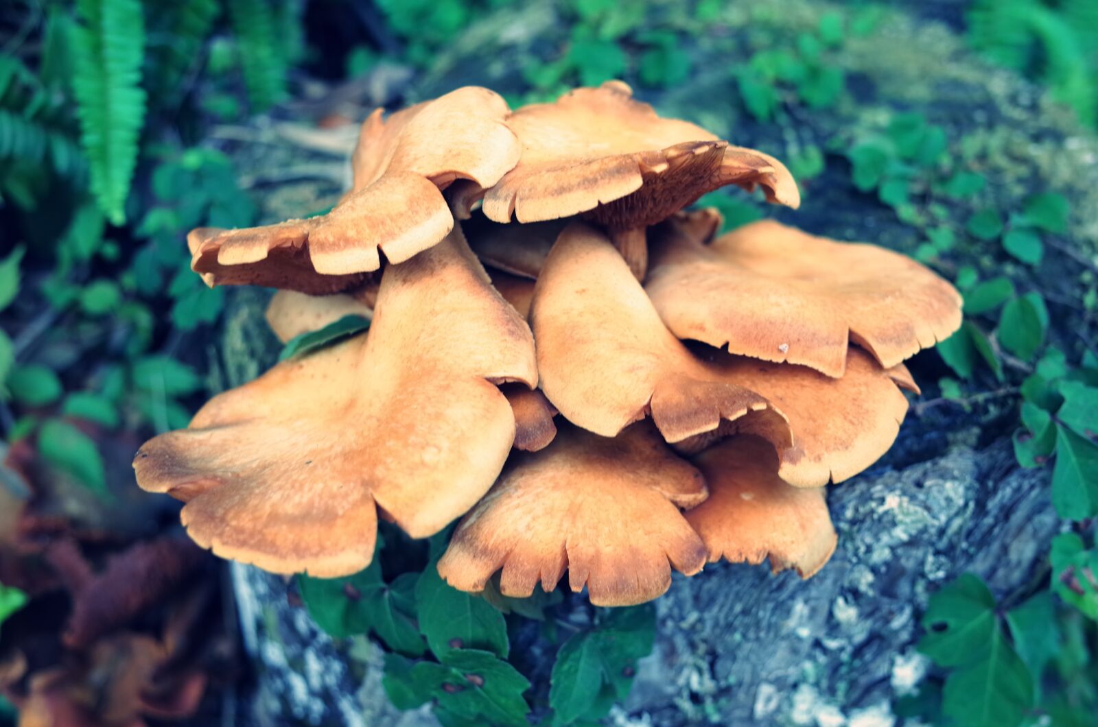 Ricoh GR + GR Lens sample photo. Mushroom, mushrooms, shiitake mushroom photography