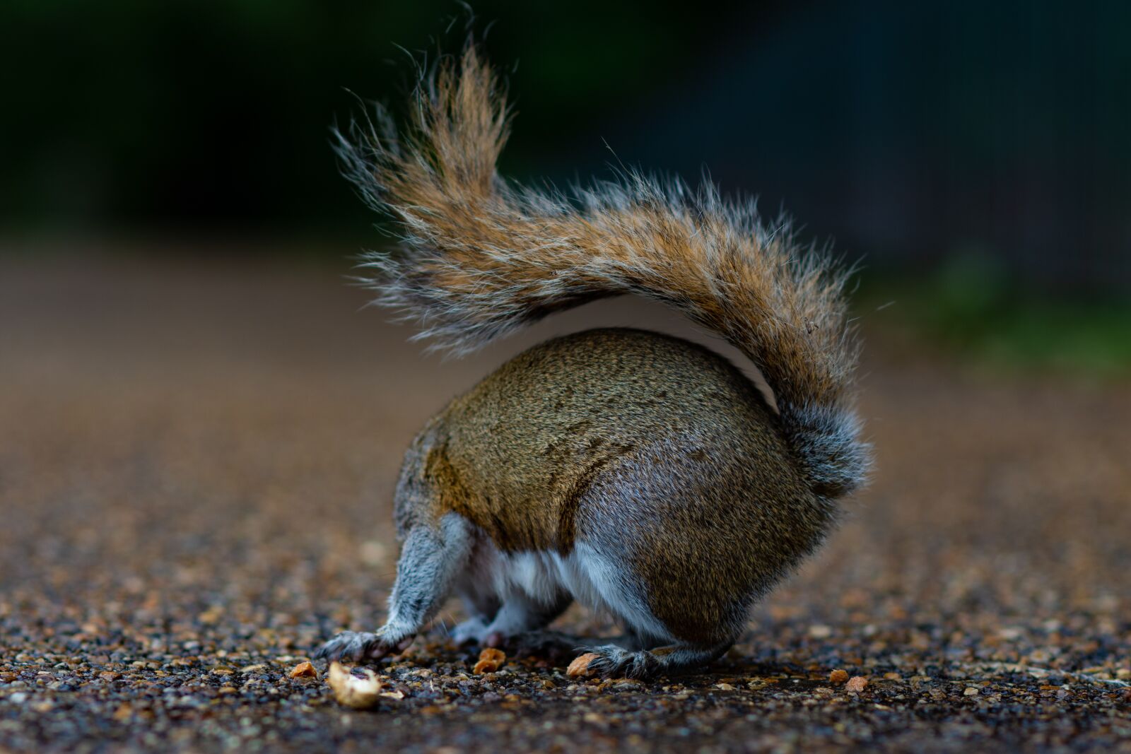 Nikon D7200 sample photo. Squirrel, portrait, park photography
