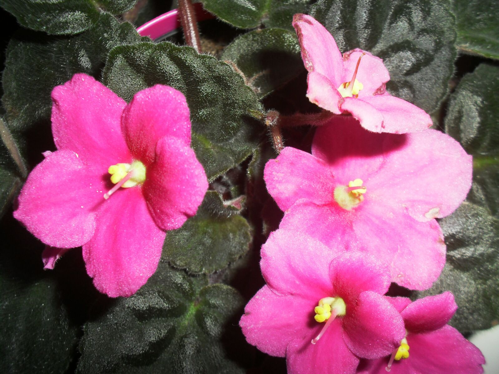 Samsung ES60 / VLUU ES60 /  SL105 /  ES63 sample photo. Pink, violet, african photography